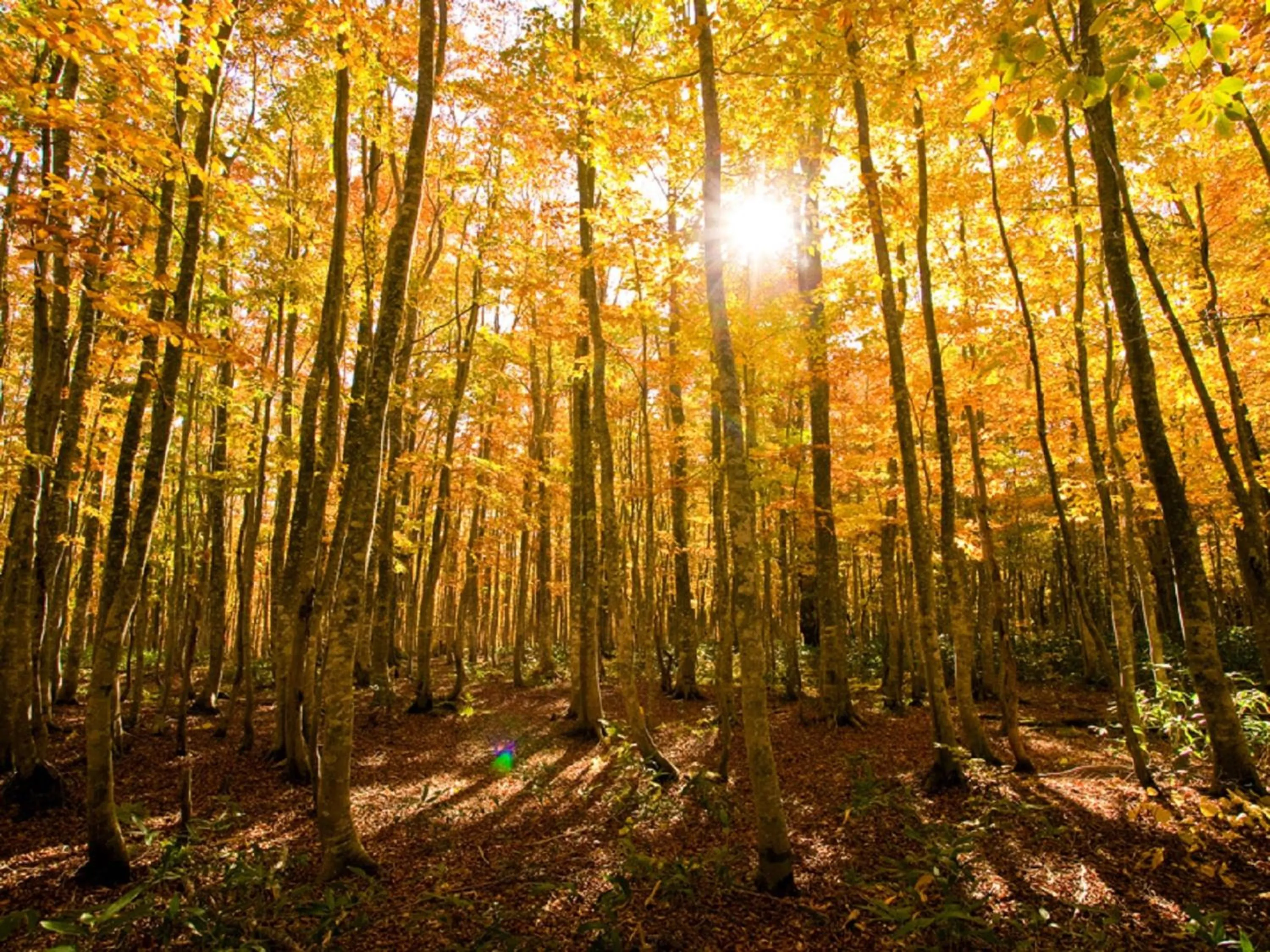 Area and facilities in ANA InterContinental Appi Kogen Resort by IHG