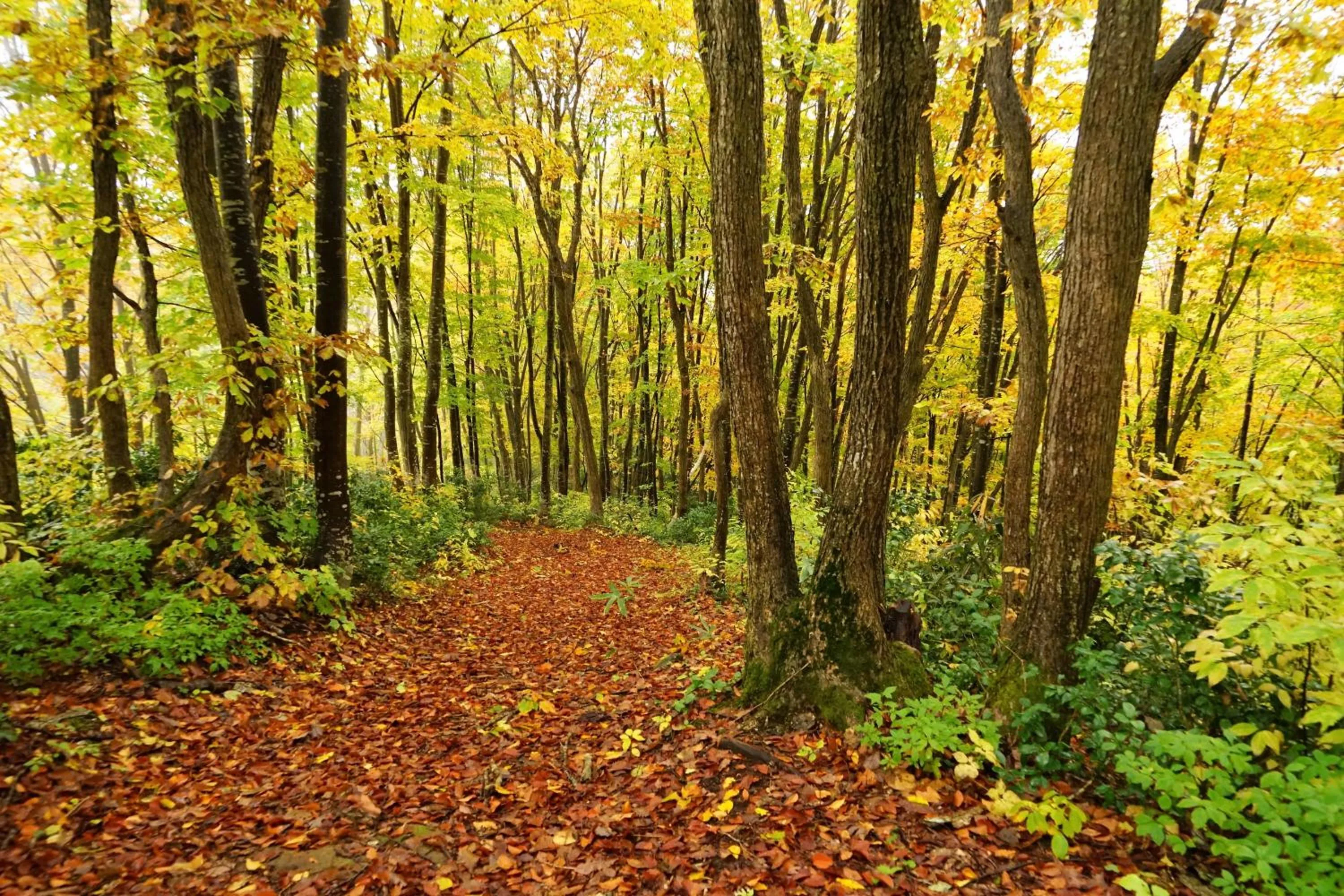 Natural landscape in Guest house Maroudo