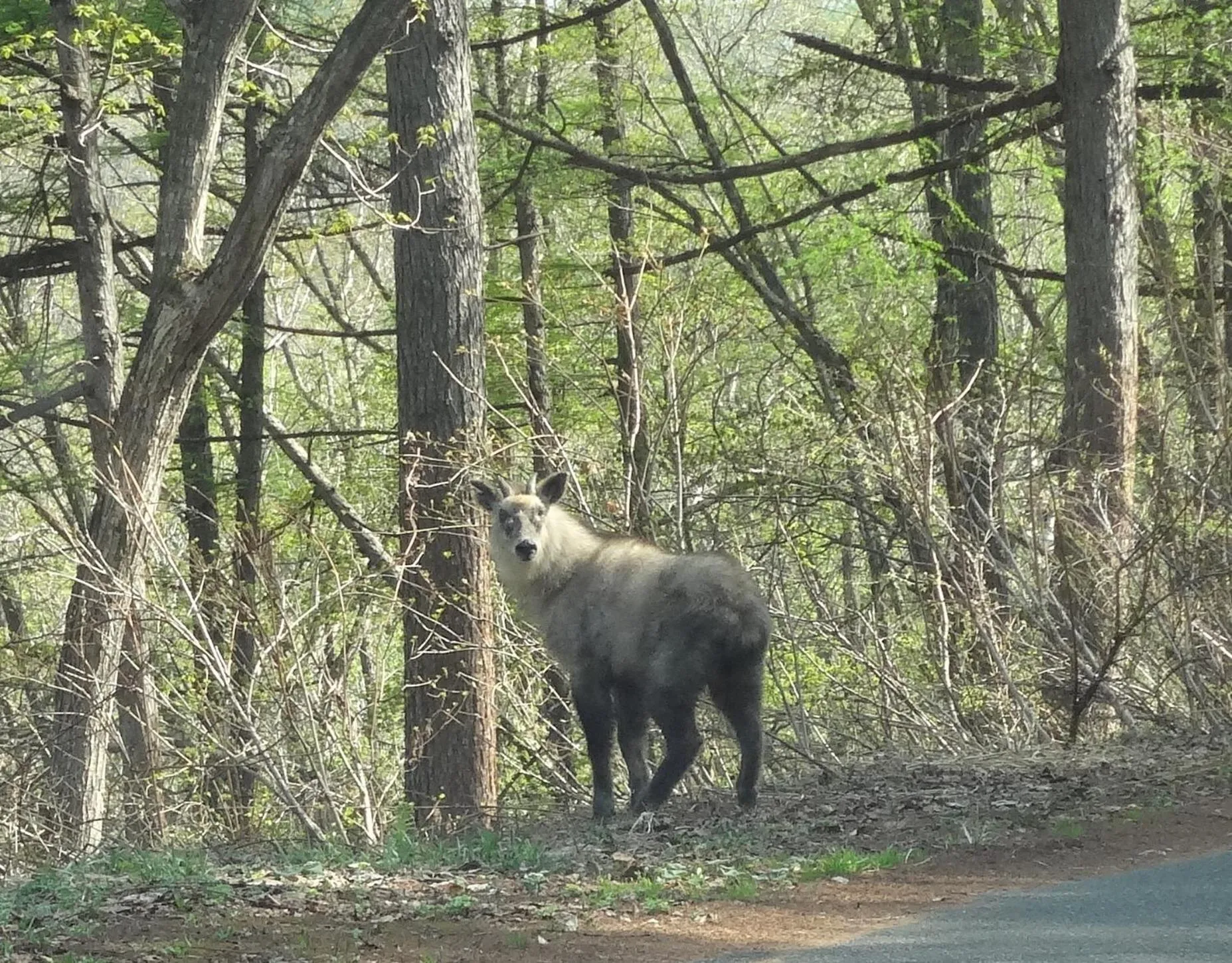 Spring in Guest house Maroudo