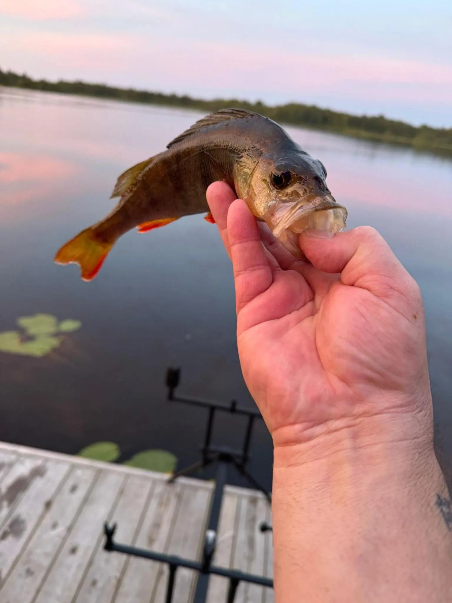 Fishing in Möckelsnäs Herrgård