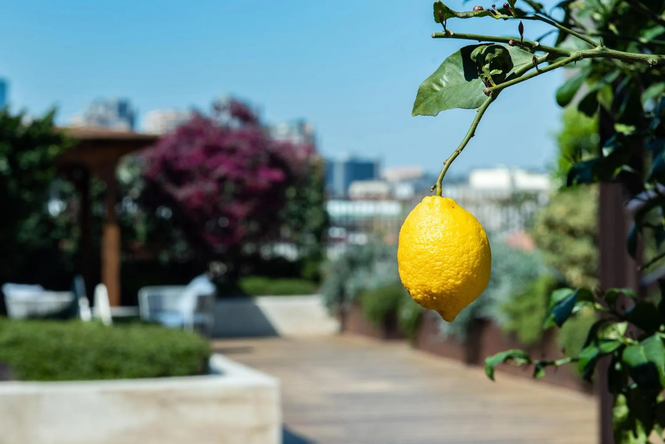 Garden in Gold Tower Lifestyle Hotel