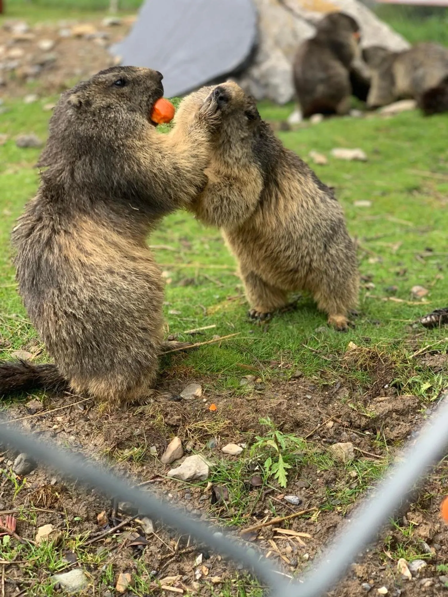 Patio in Hôtel de charme la Poste