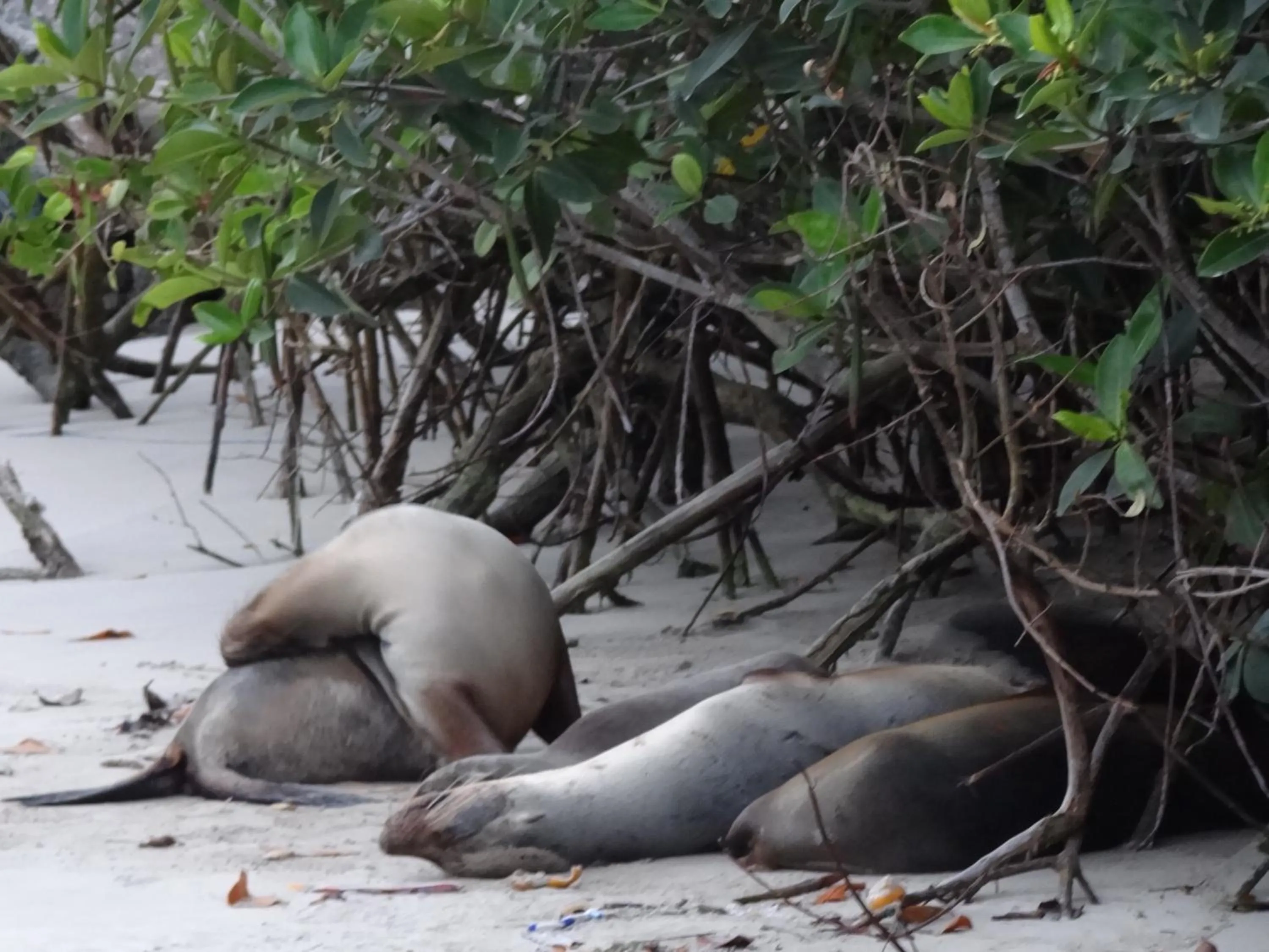 Beach in Paraiso de Isabela