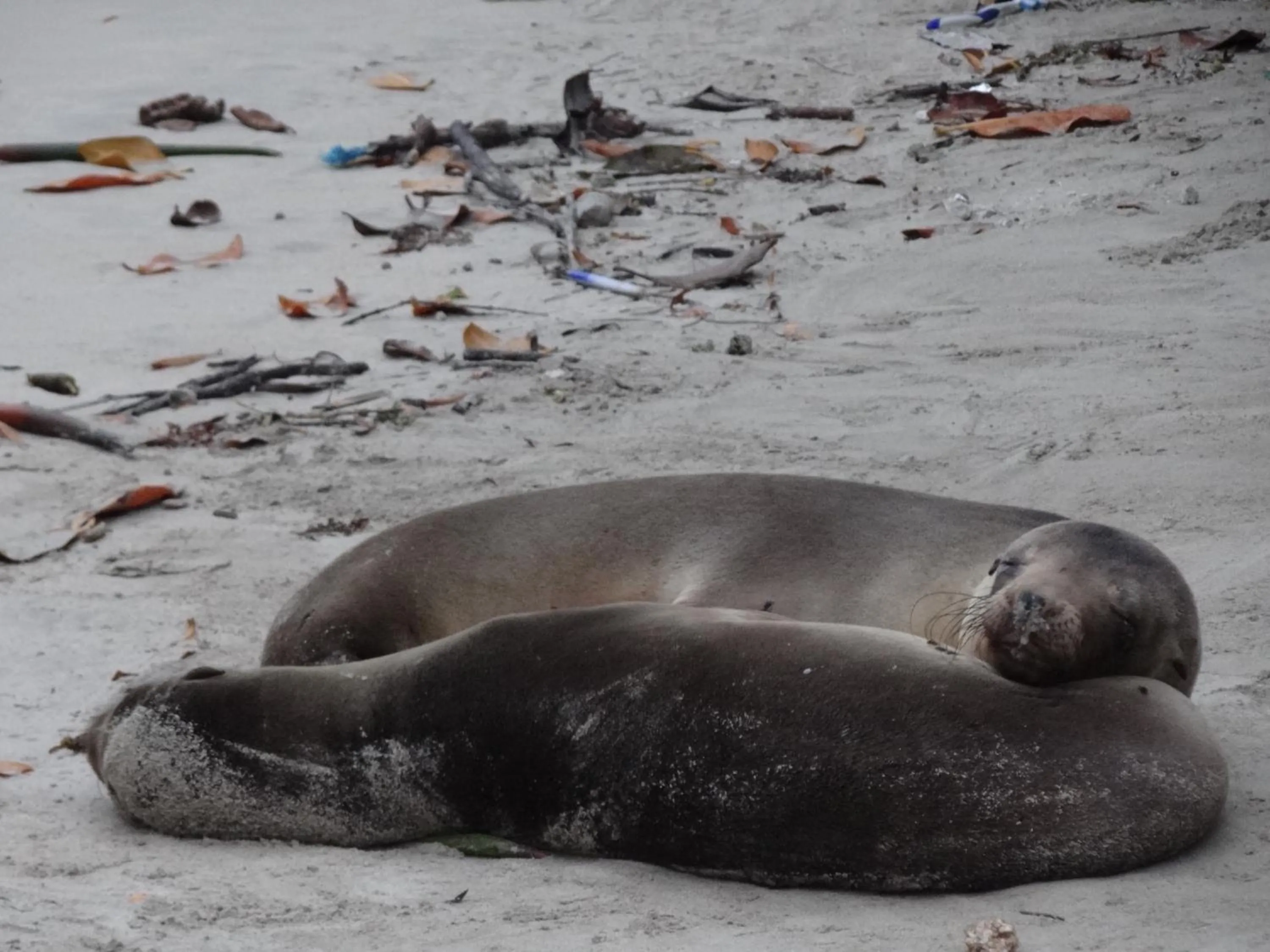 Beach in Paraiso de Isabela