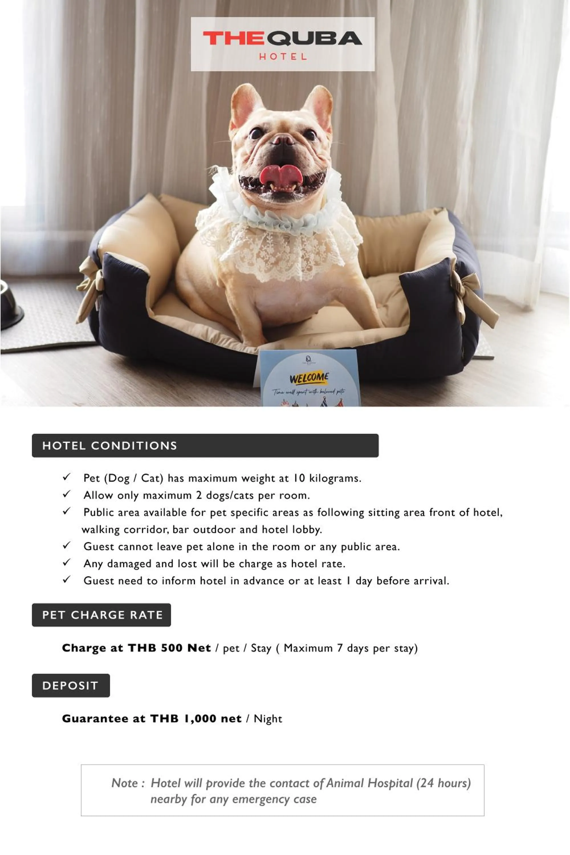 Pets in The Quba Boutique Hotel Pattaya