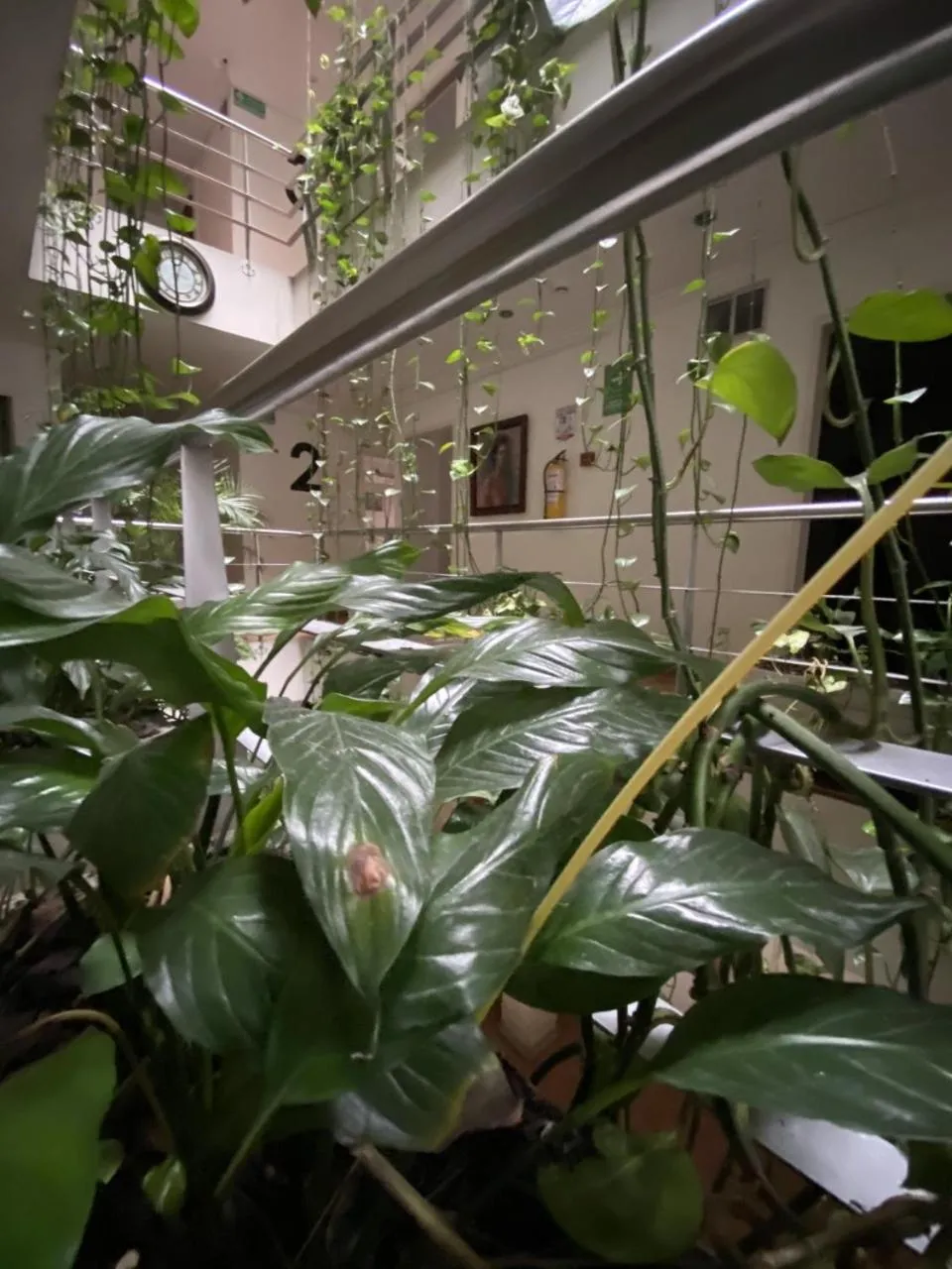 Area and facilities in Hotel Picasso Inn