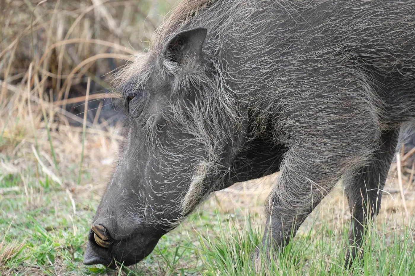 Animals in The Bridge 38