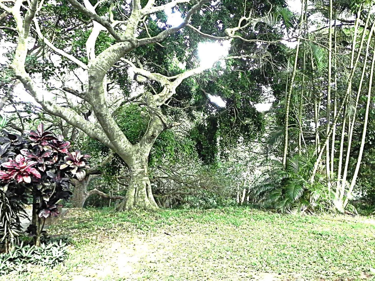 Garden view in The Bridge 38