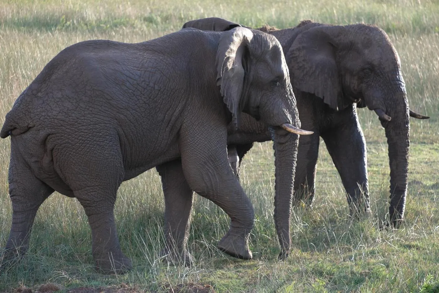 Animals in The Bridge 38