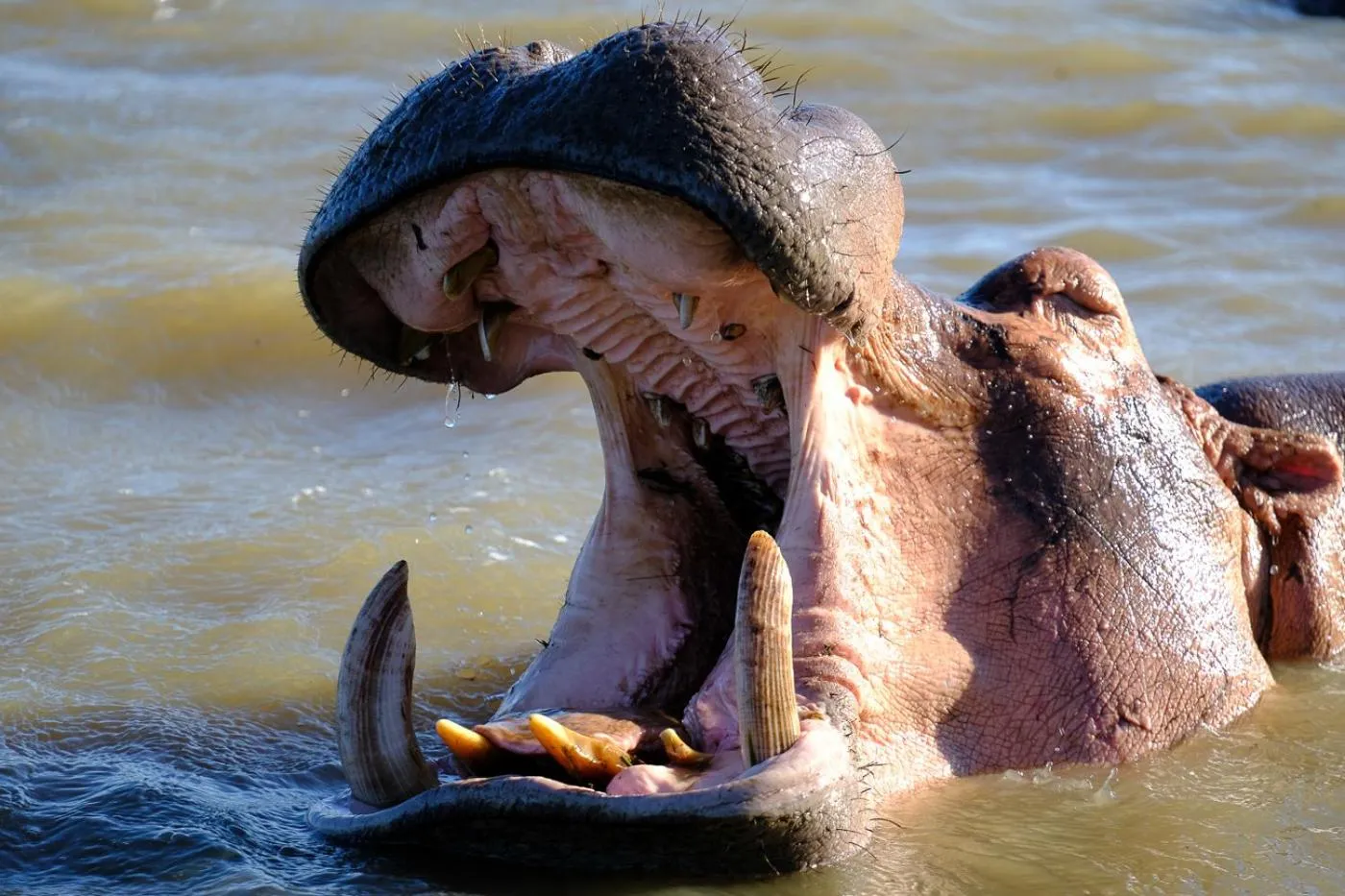 Animals in The Bridge 38