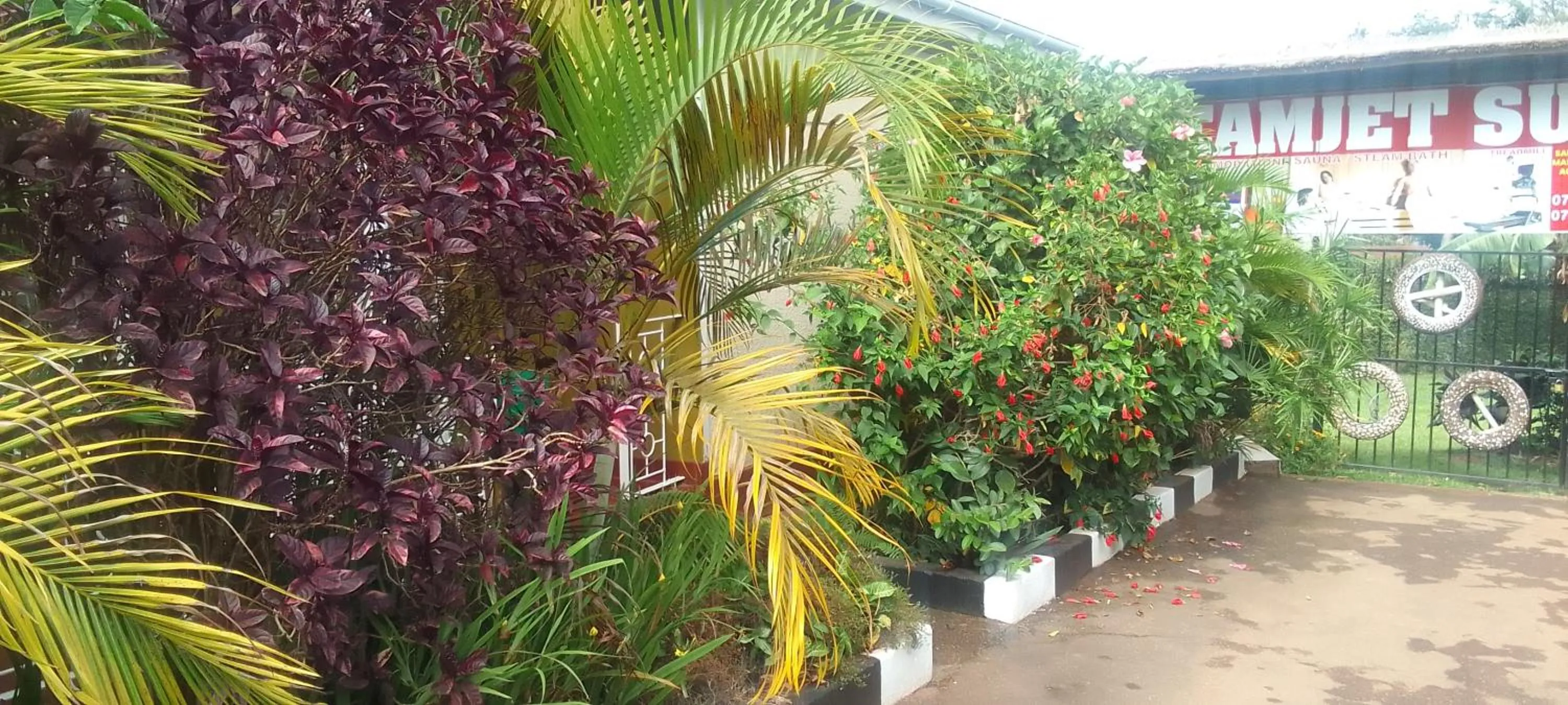 Garden in Dream jet suites