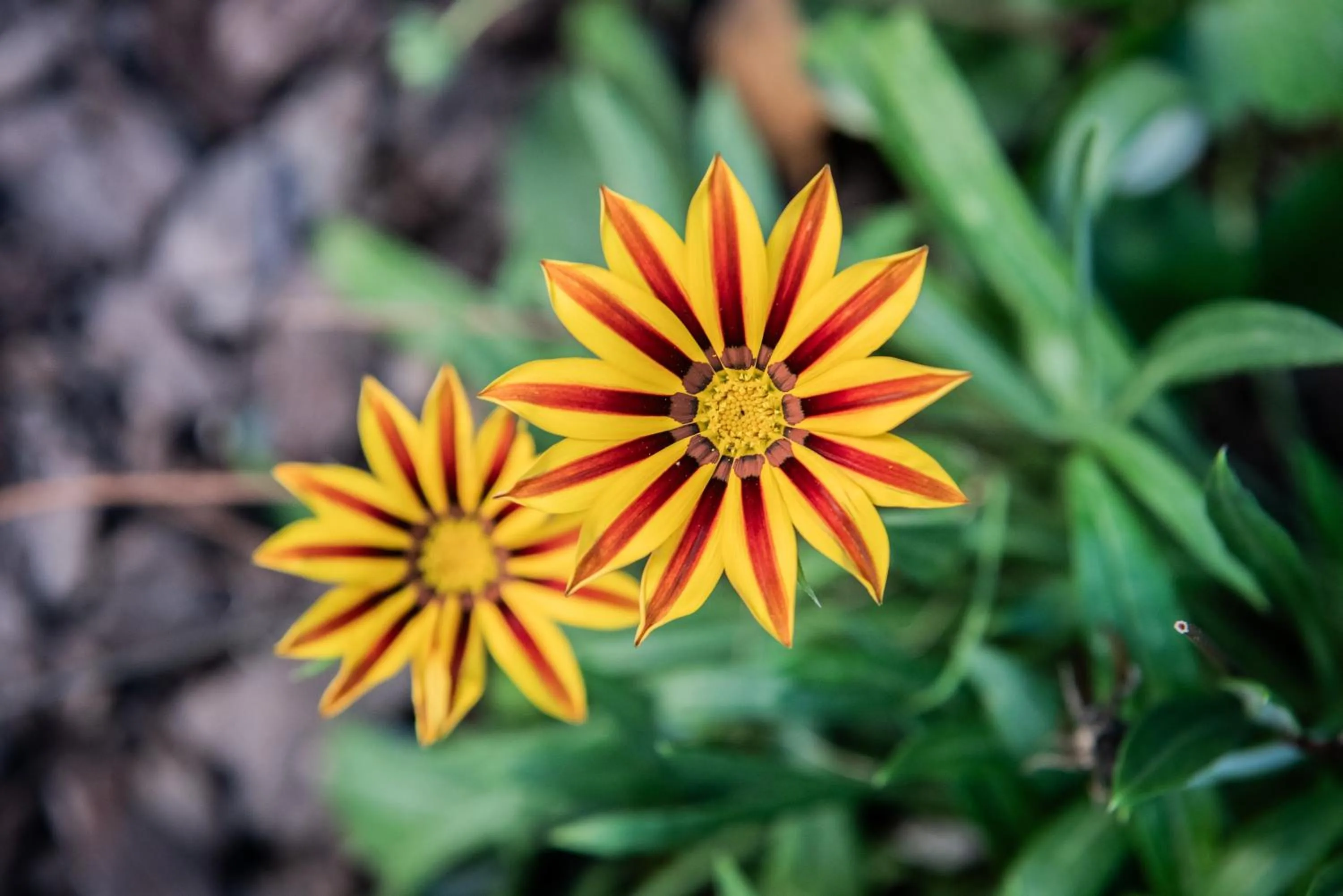 Garden in Casa Babbuino