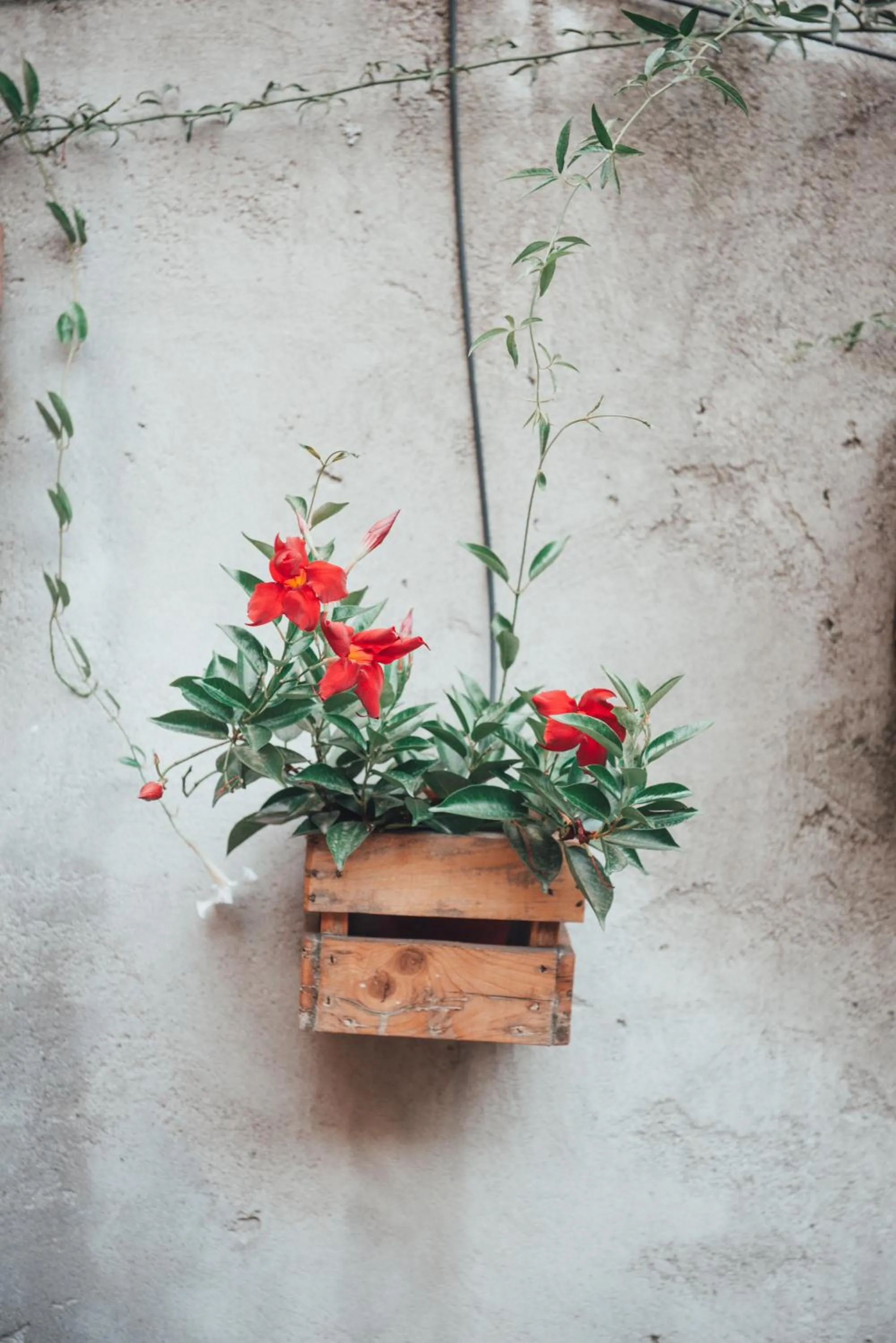 Garden in Casa Babbuino