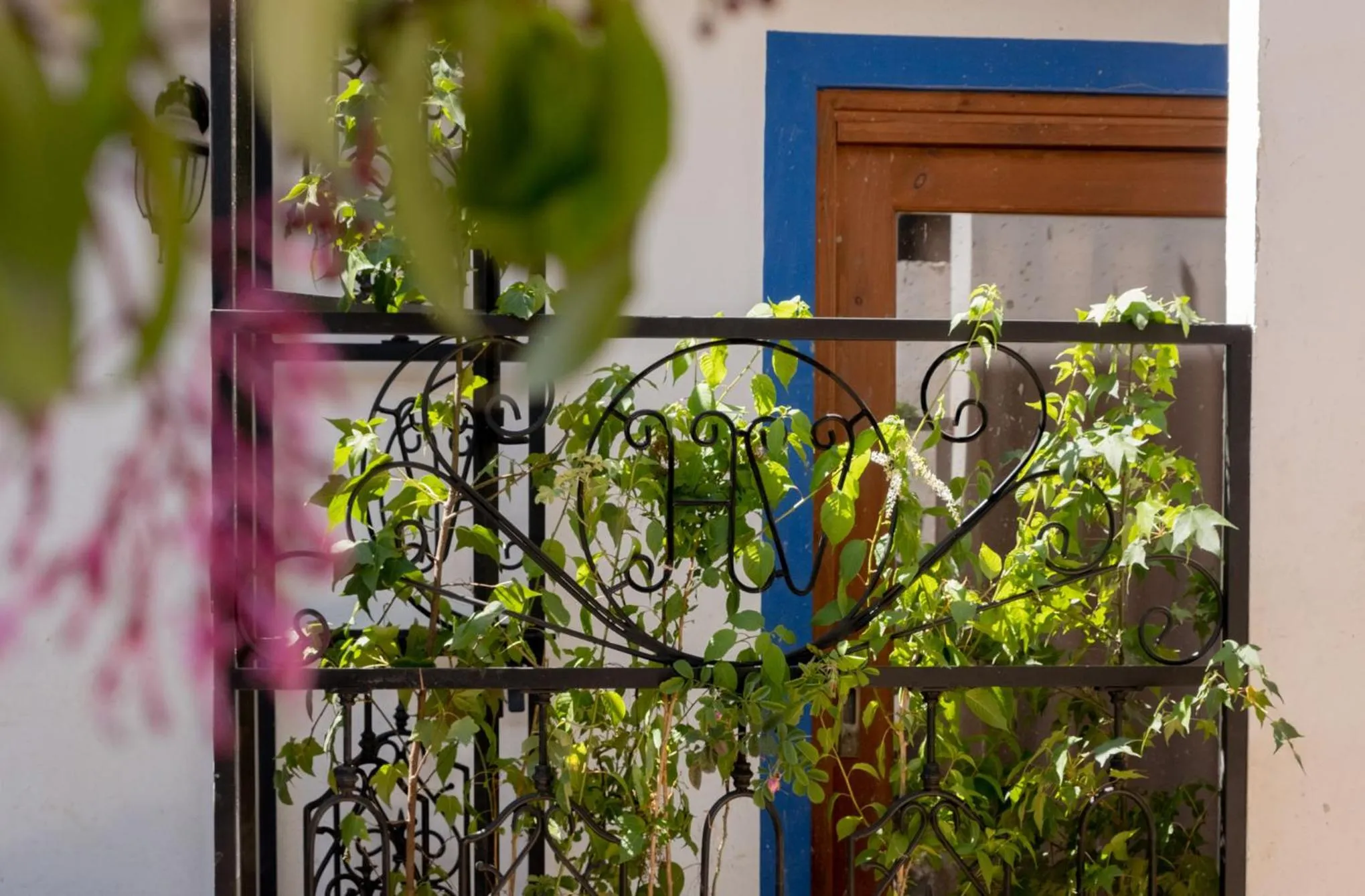 Garden in Hacienda Valentino