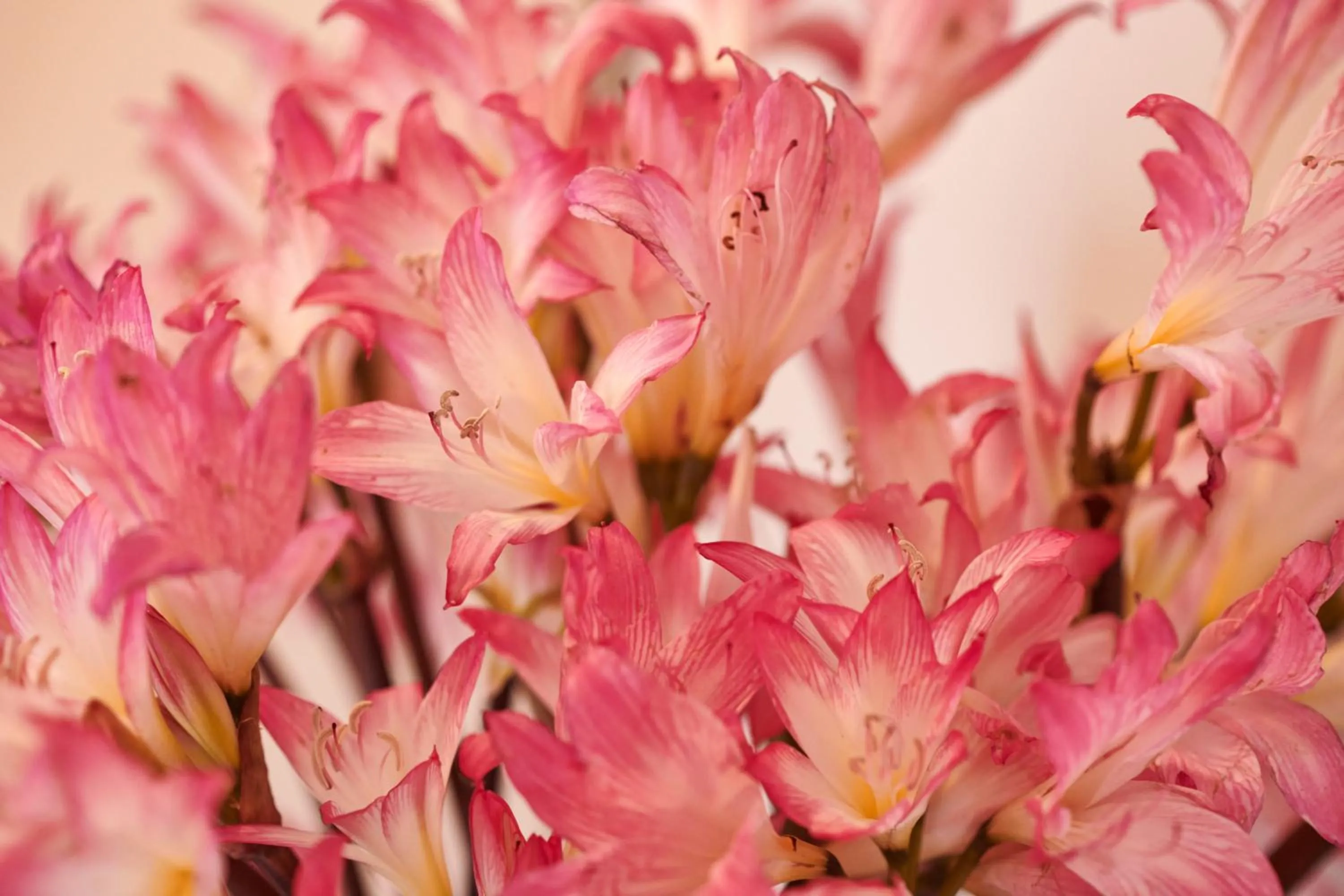 Bedroom in Hacienda Valentino
