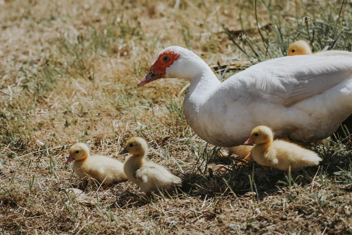 Animals in Iron Creek Bay Estate