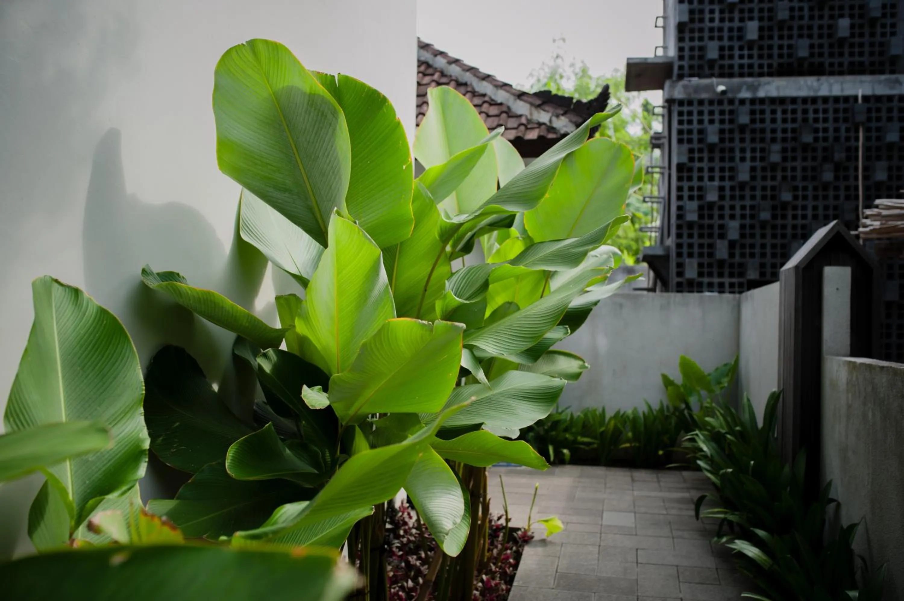 Garden in Ecozy Dijiwa Canggu