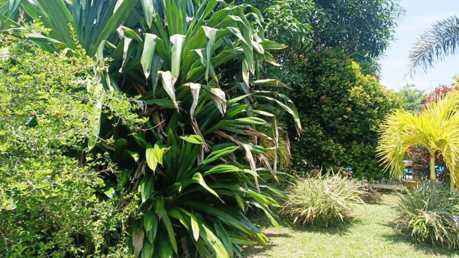 Garden in Green View Villa