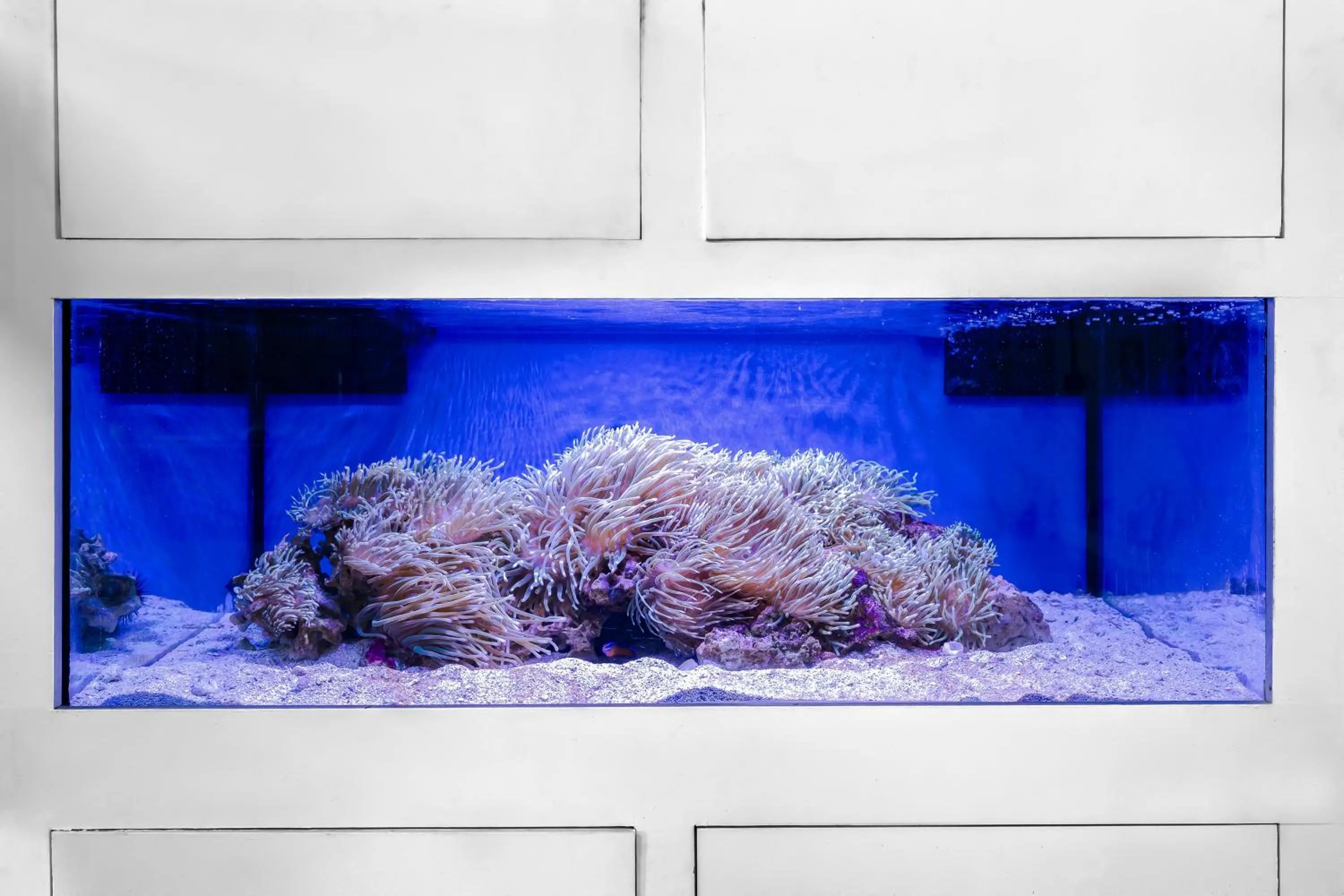 Fishing in Voco Dubai Monaco, The Heart of Europe by IHG-Adult only