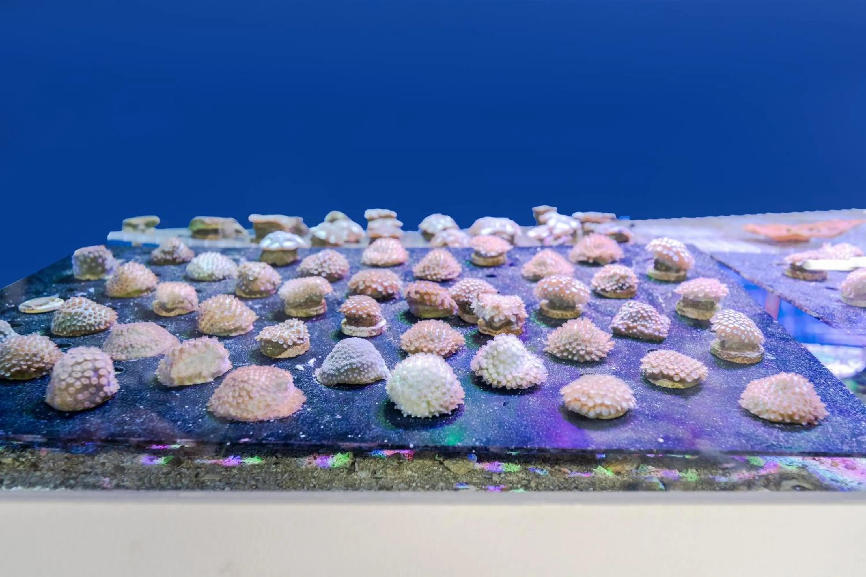 Fishing in Voco Dubai Monaco, The Heart of Europe by IHG-Adult only