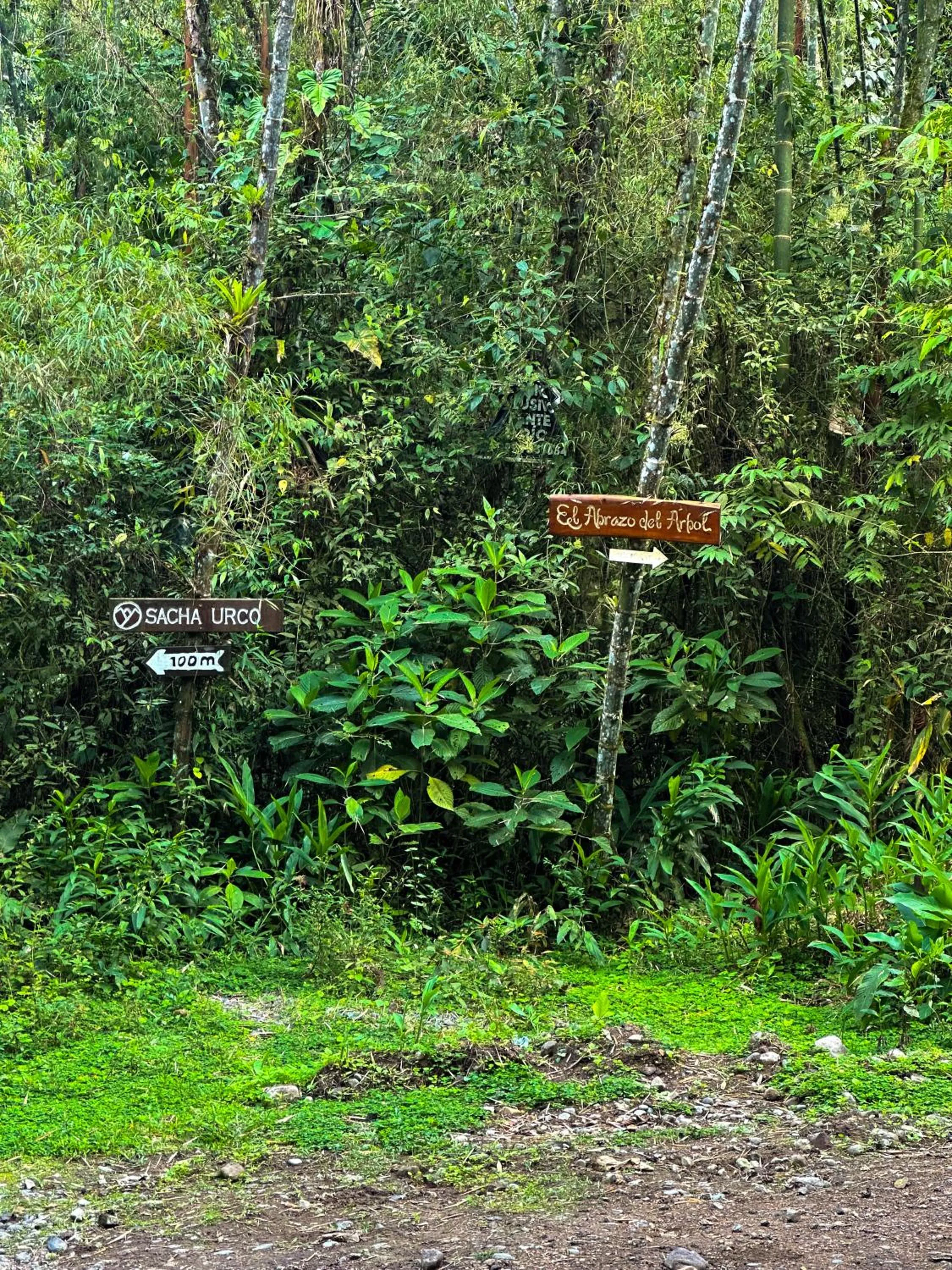 Natural landscape in Hotel El Abrazo del Arbol