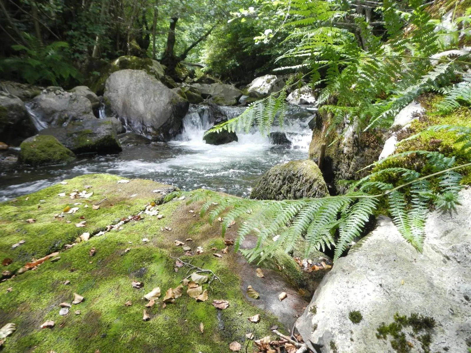 River view in Hotel El Abrazo del Arbol
