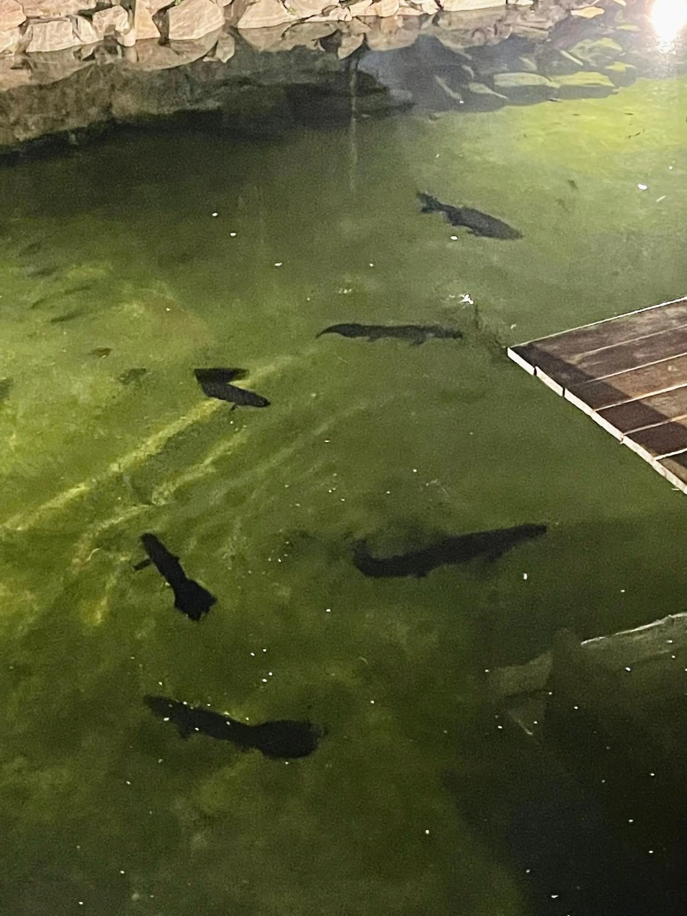 Pousada nossas Raízes