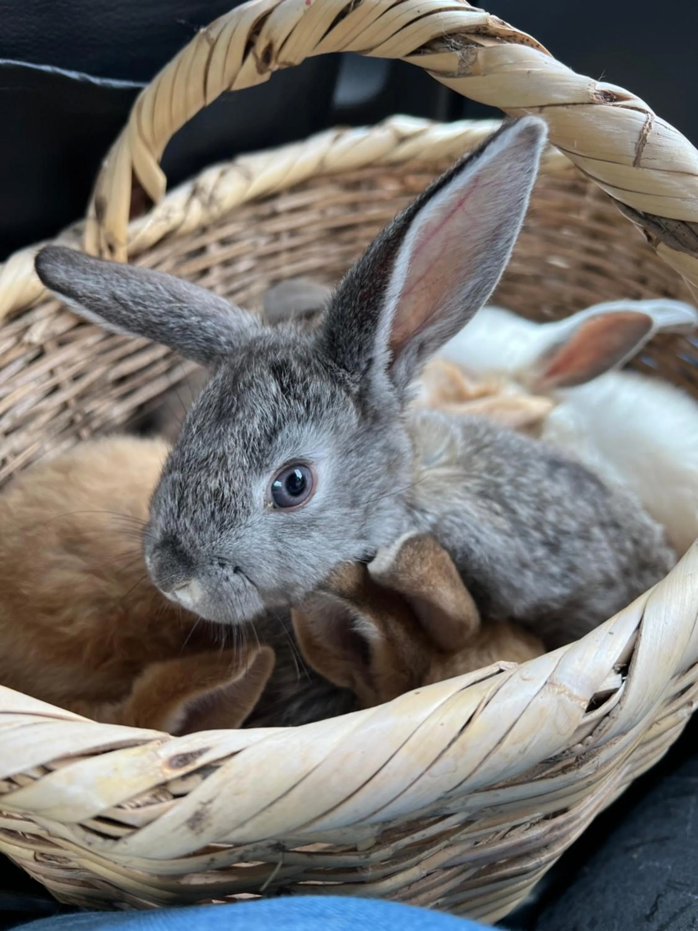 Hacienda Santa Ana Lodging