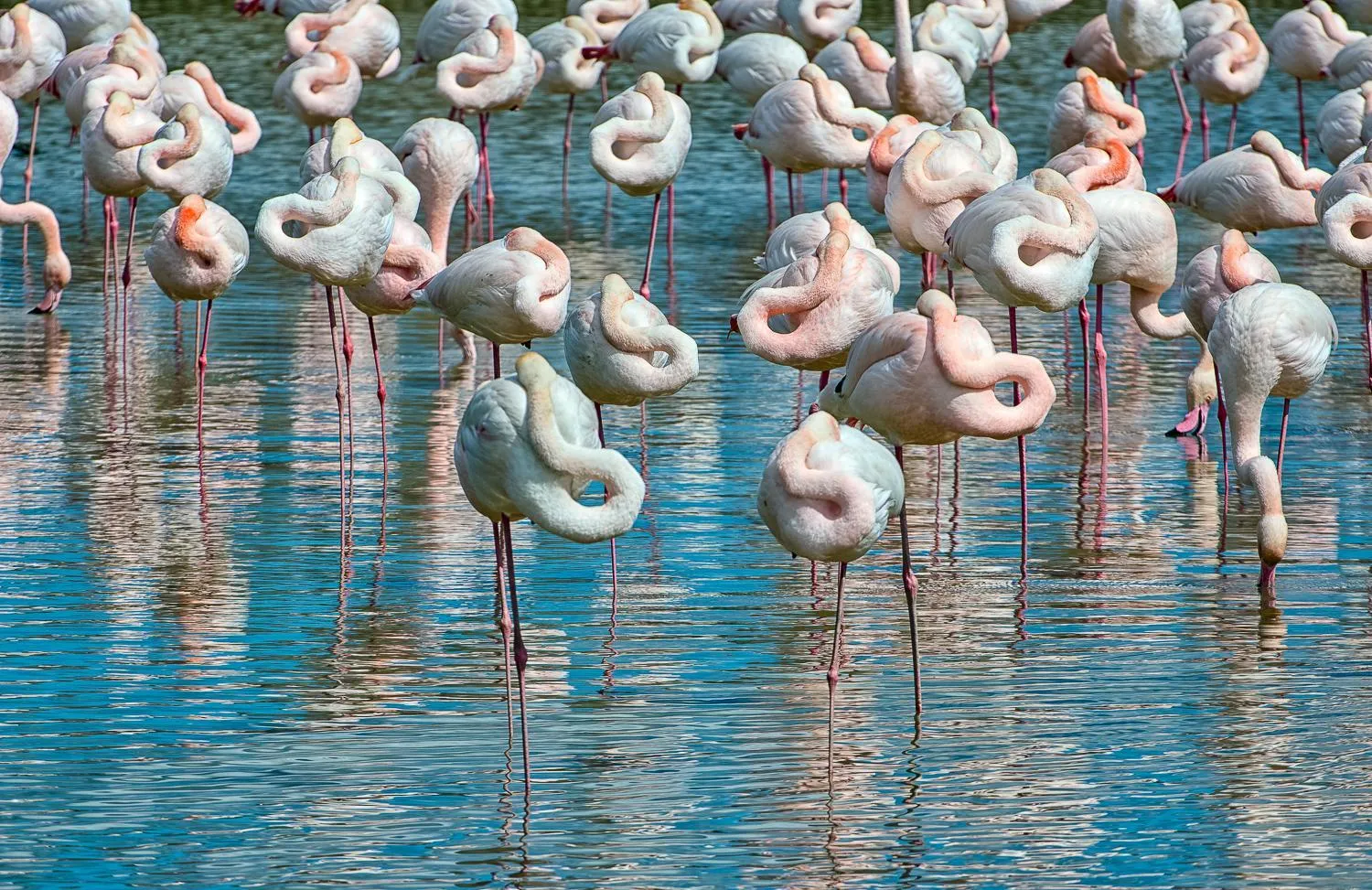 Natural landscape in Isola di Albarella Hotel Capo Nord