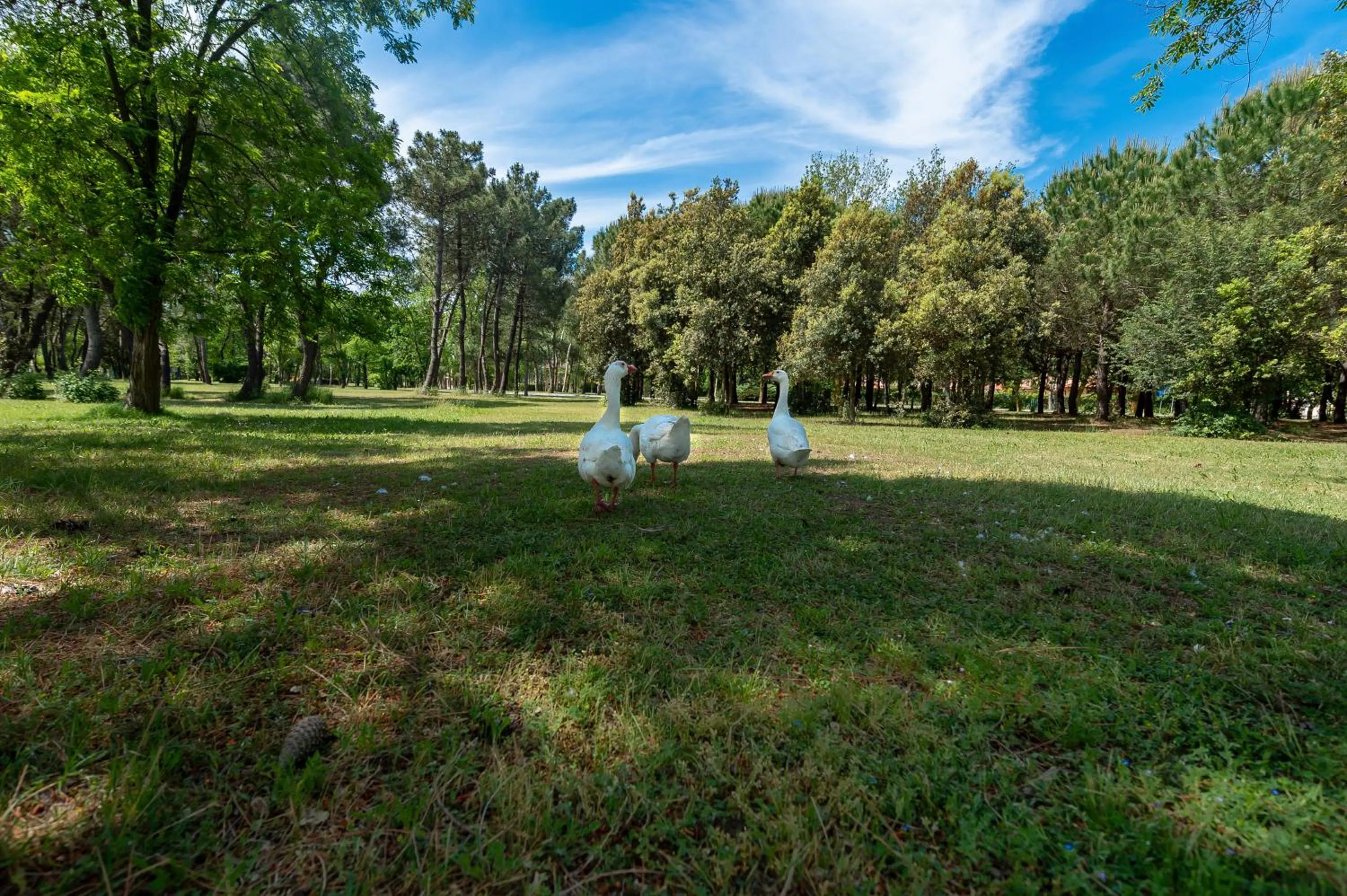 Animals in Isola di Albarella Hotel Capo Nord