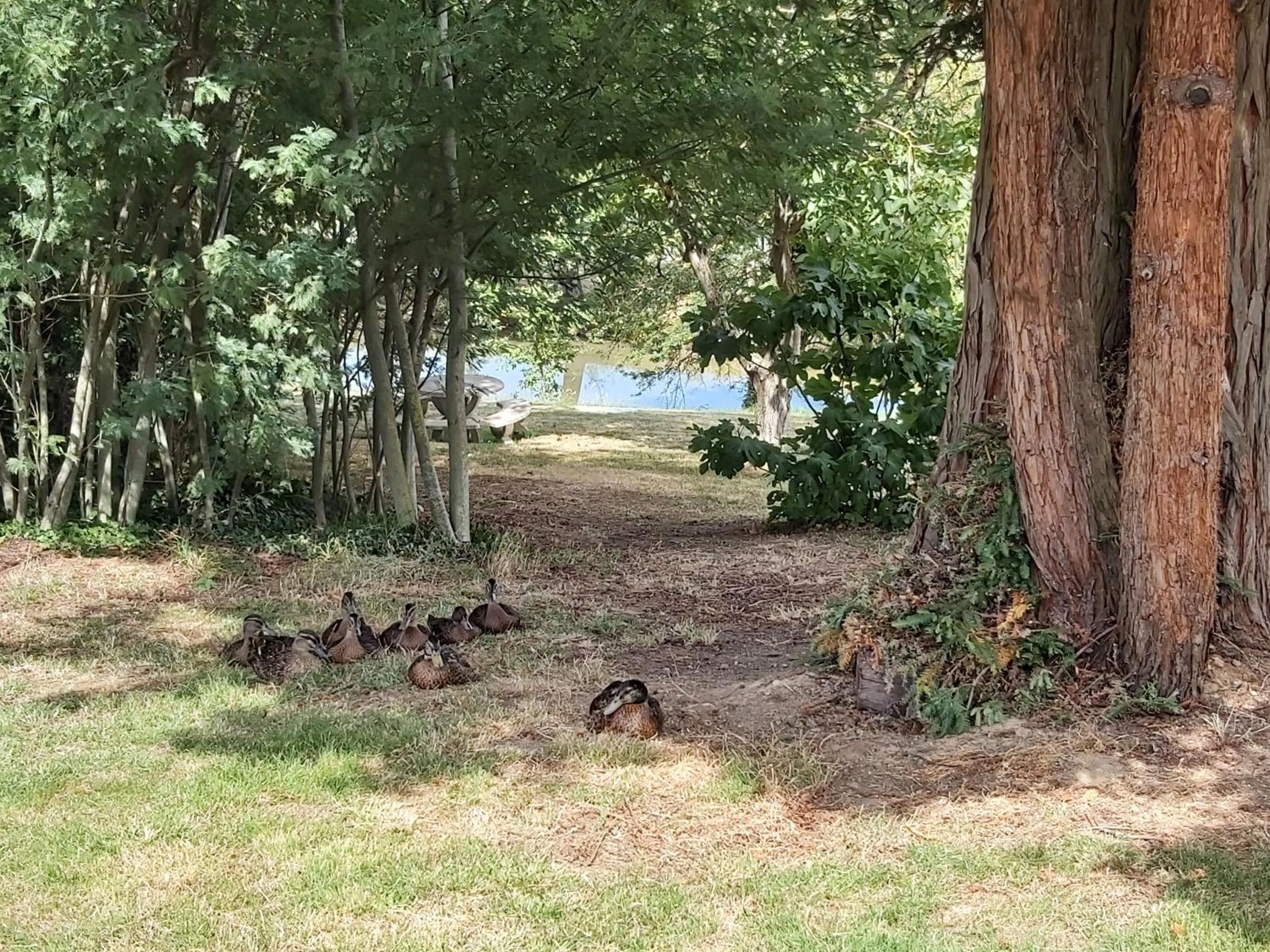 Pets in domaine de codeval