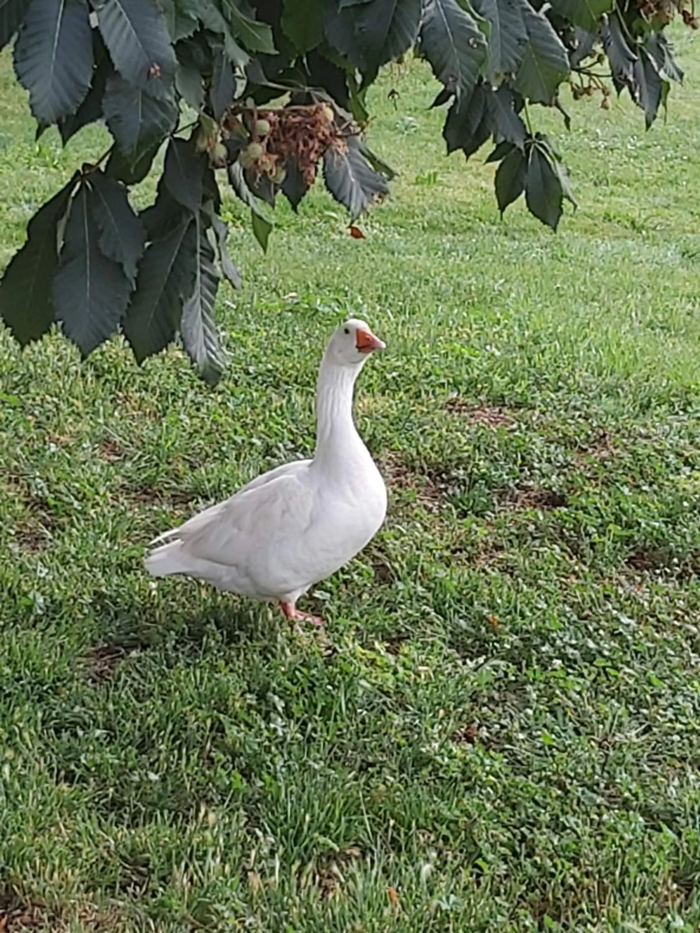 Pets in domaine de codeval