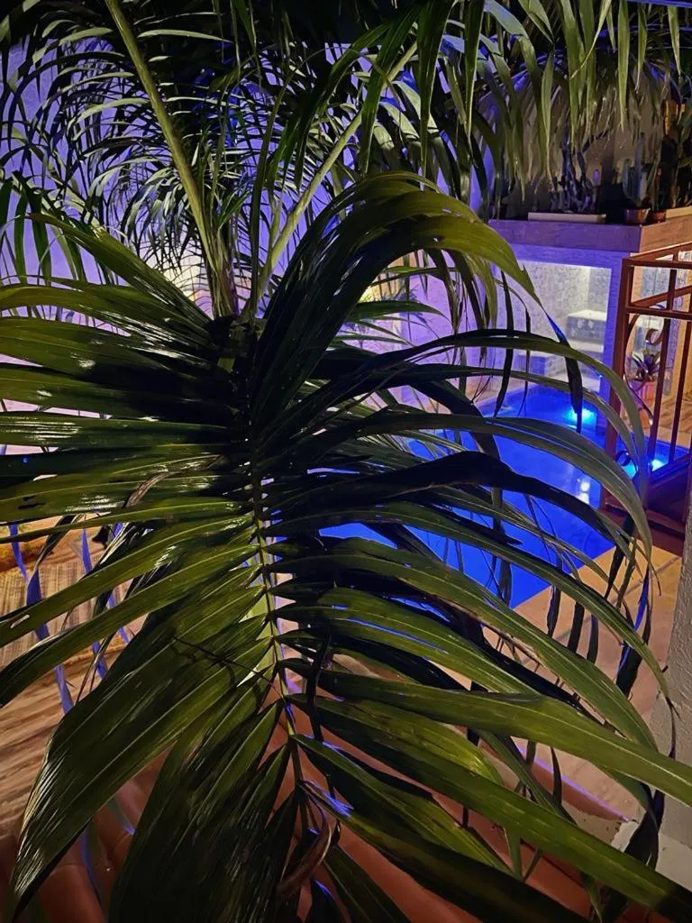 Pool view in Villa Lulu Geribá