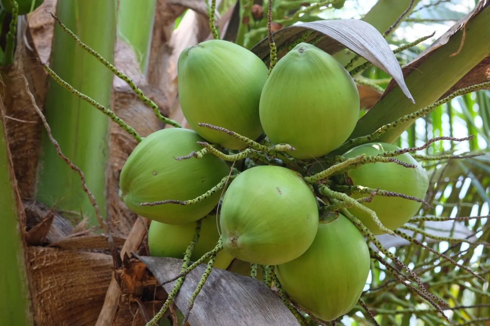 Seasons in Thaweesuk Heritage Homestay