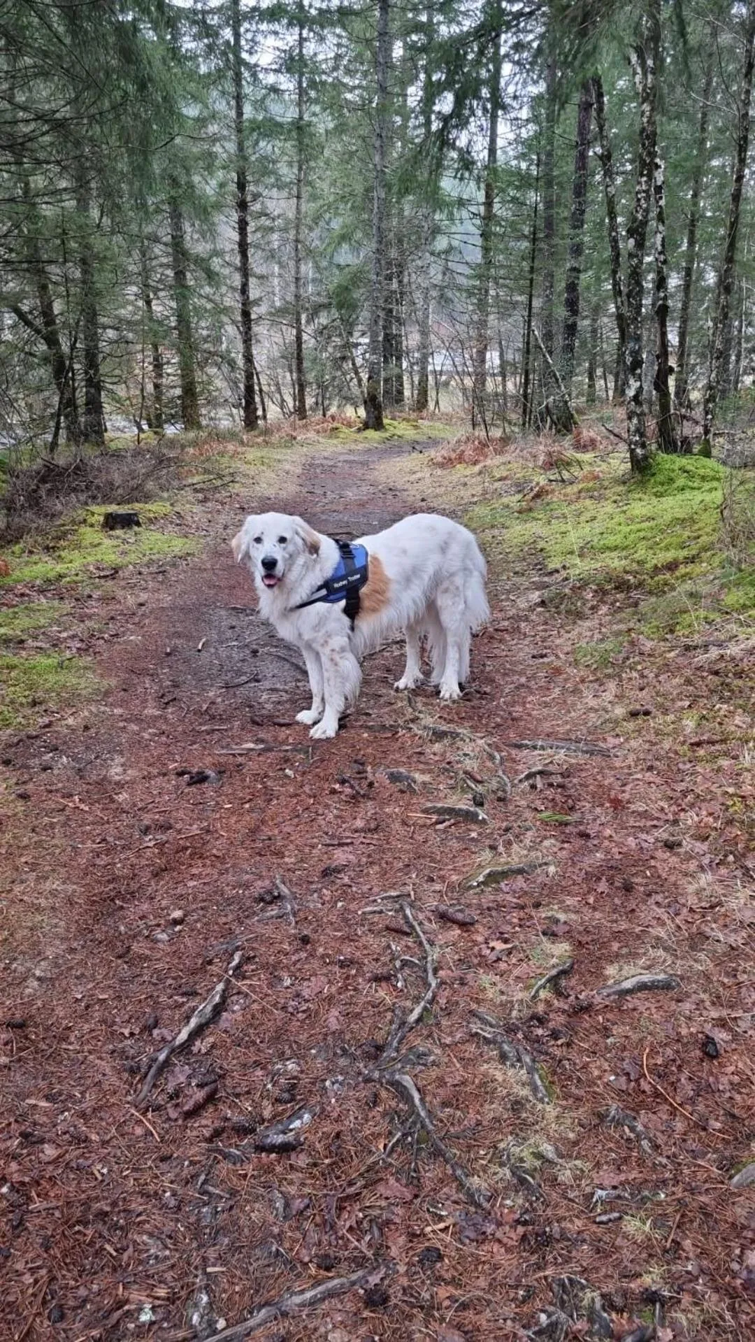 Pets in L'AnciennePoste