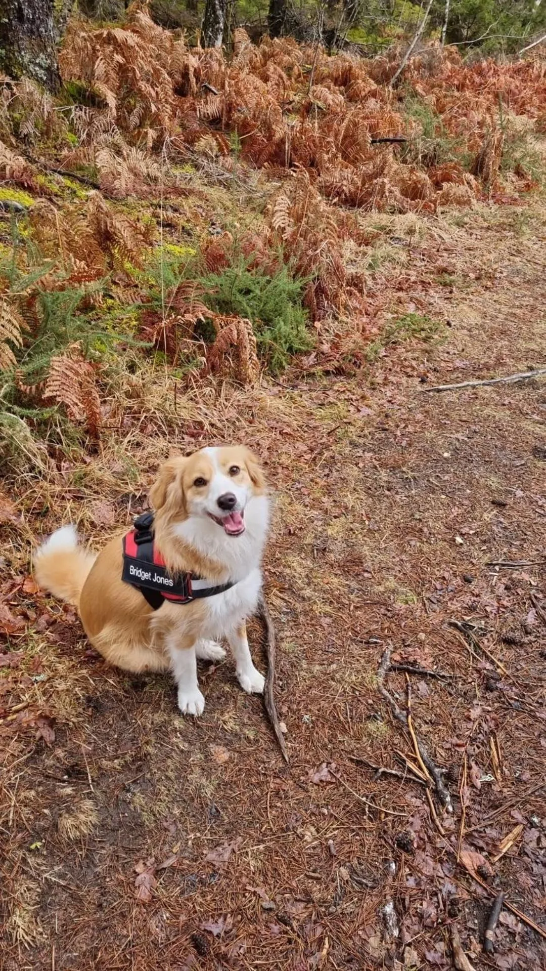 Pets in L'AnciennePoste