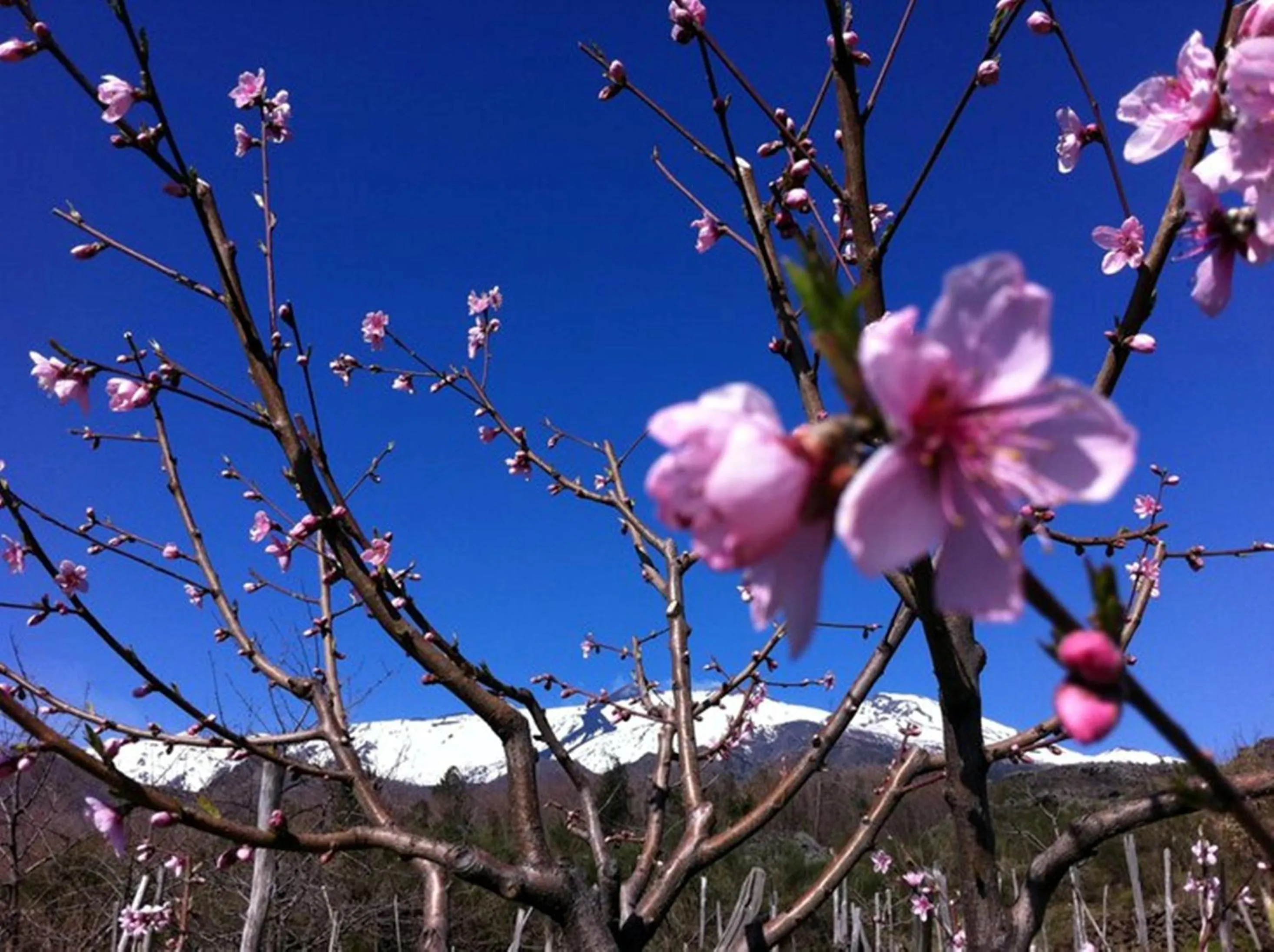 Area and facilities in B&B La Casa del Ficus