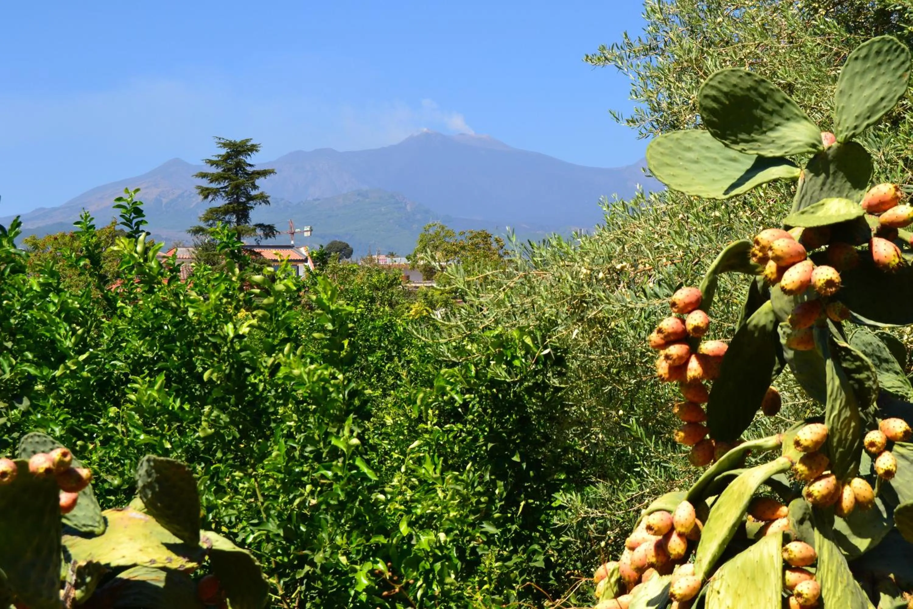 View (from property/room) in B&B La Casa del Ficus