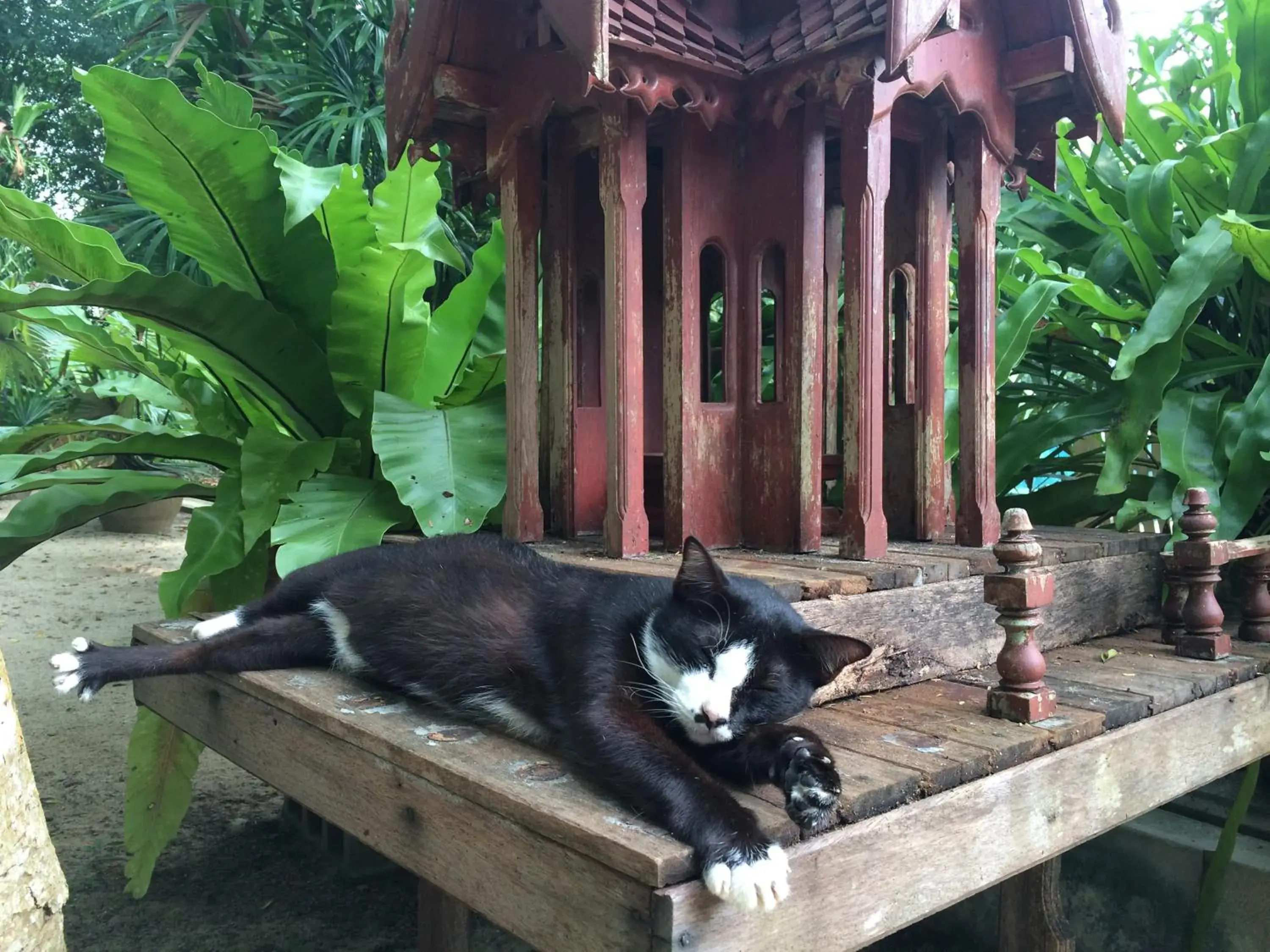 Garden in Fern House Retreat Garden in Fern House Retreat