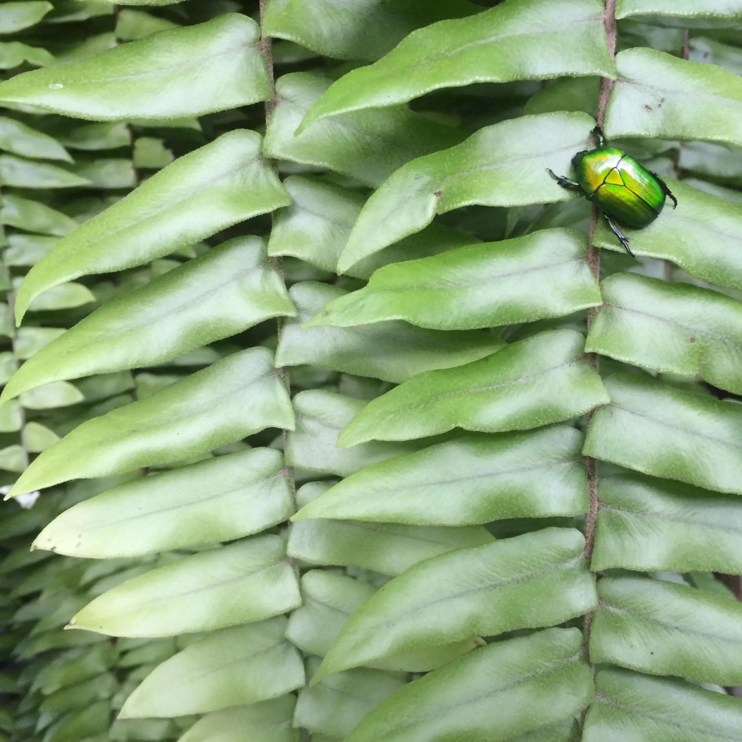 Garden in Fern House Retreat