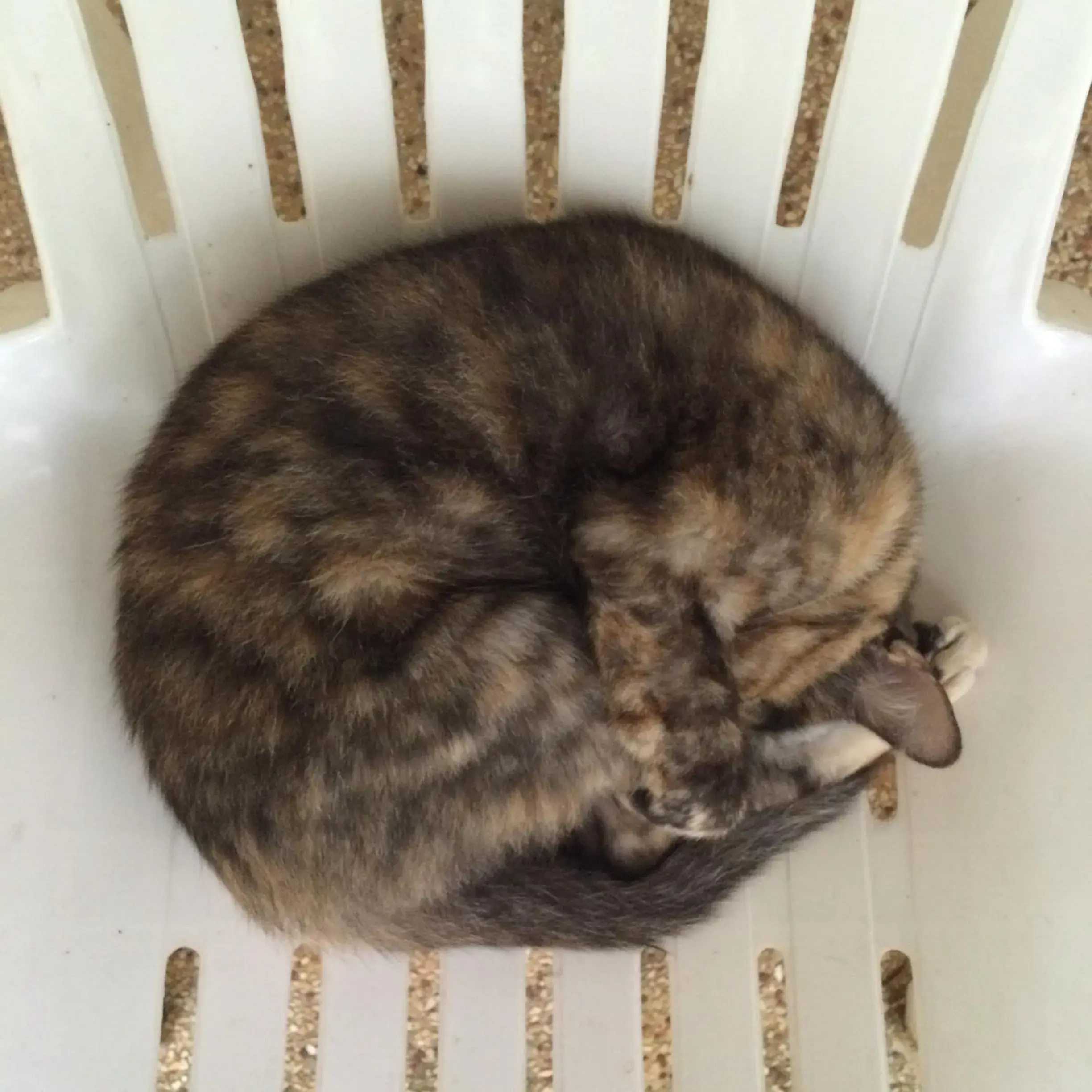 Pets in Fern House Retreat Pets in Fern House Retreat