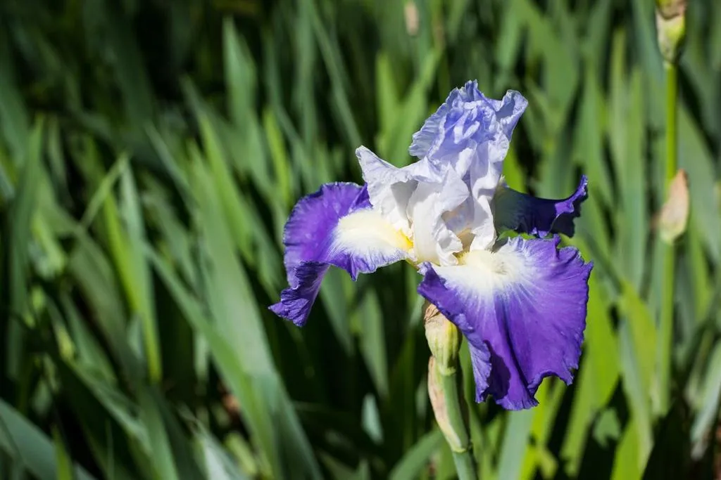 Property building in Oak Grove Bed and Breakfast