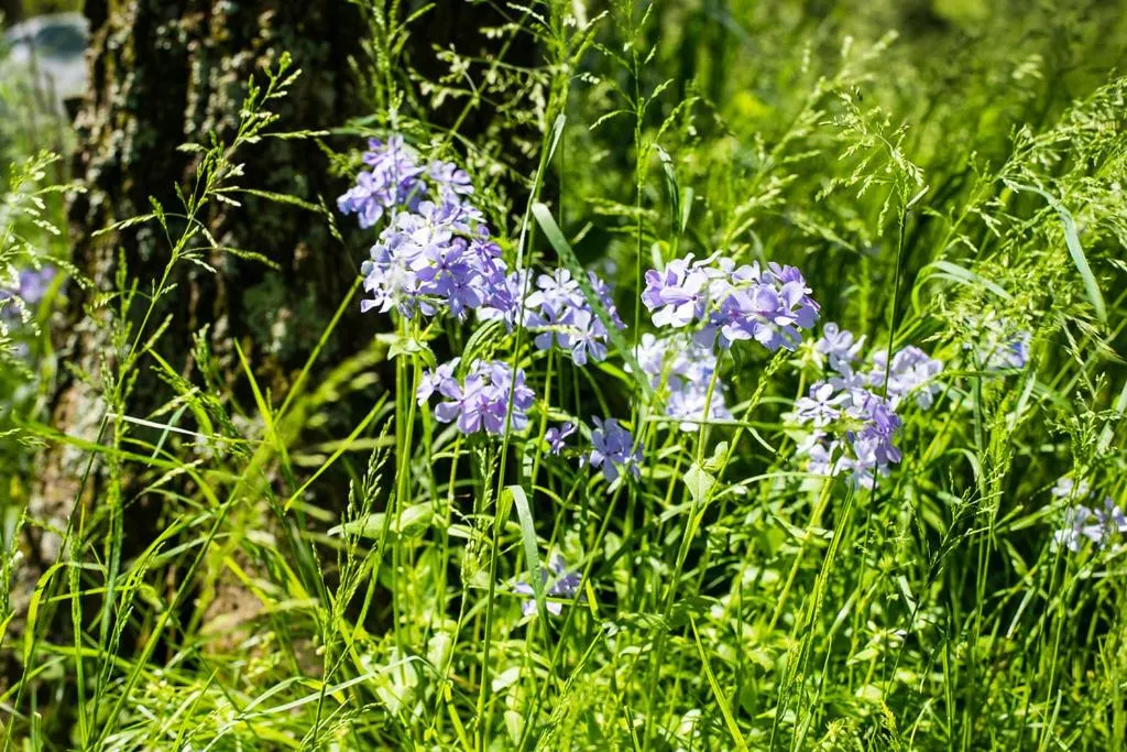 Property building in Oak Grove Bed and Breakfast