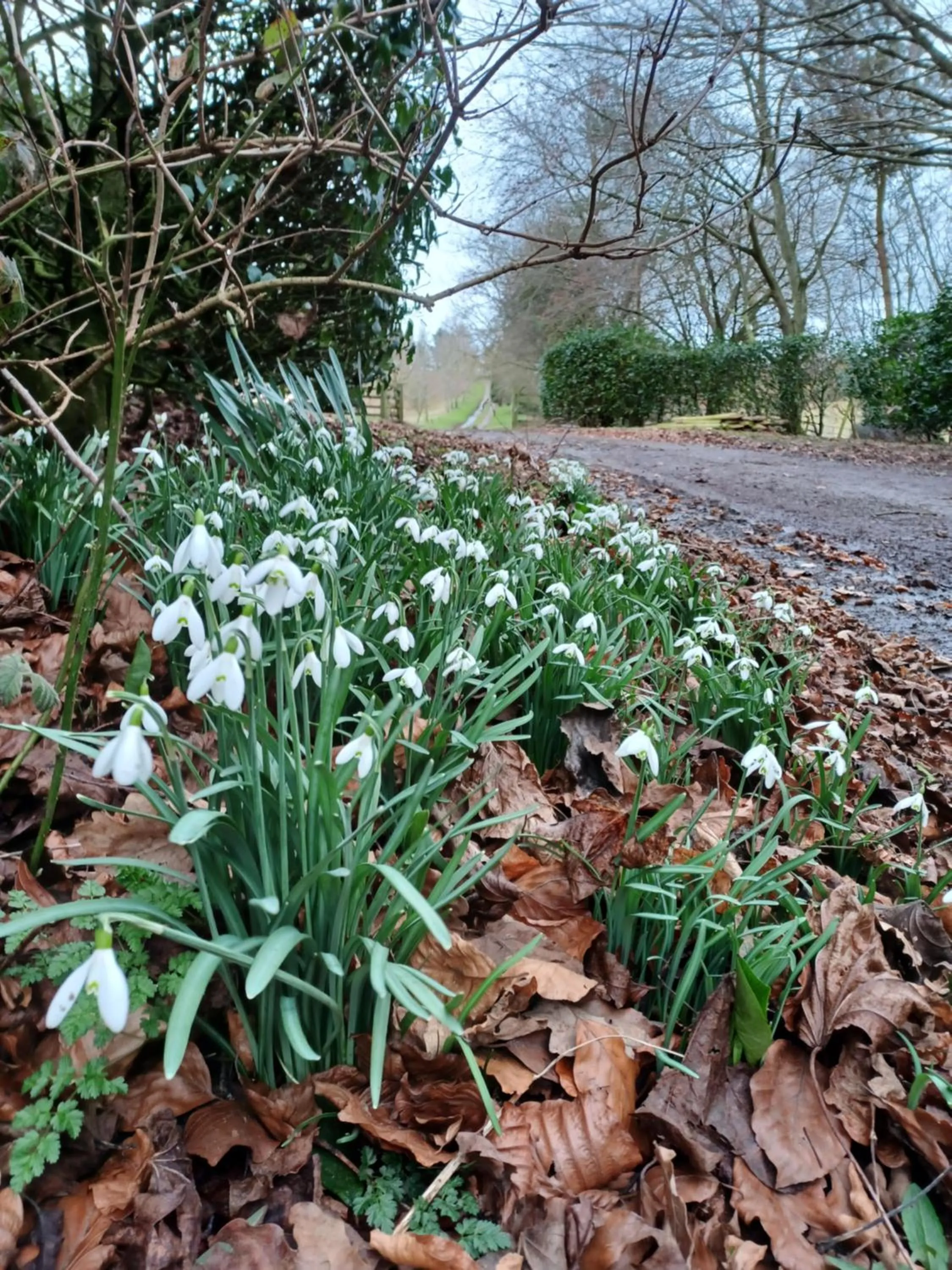 Spring in Stowe Fields