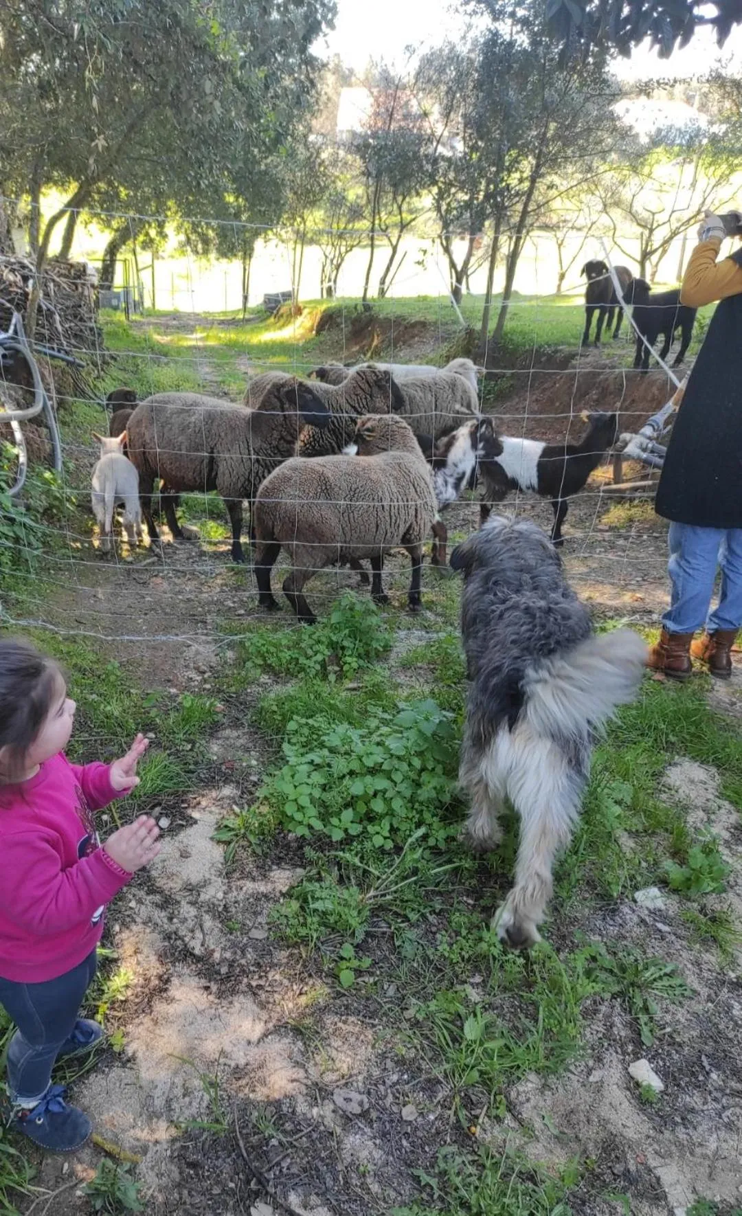 Pets in Fazenda do Marante