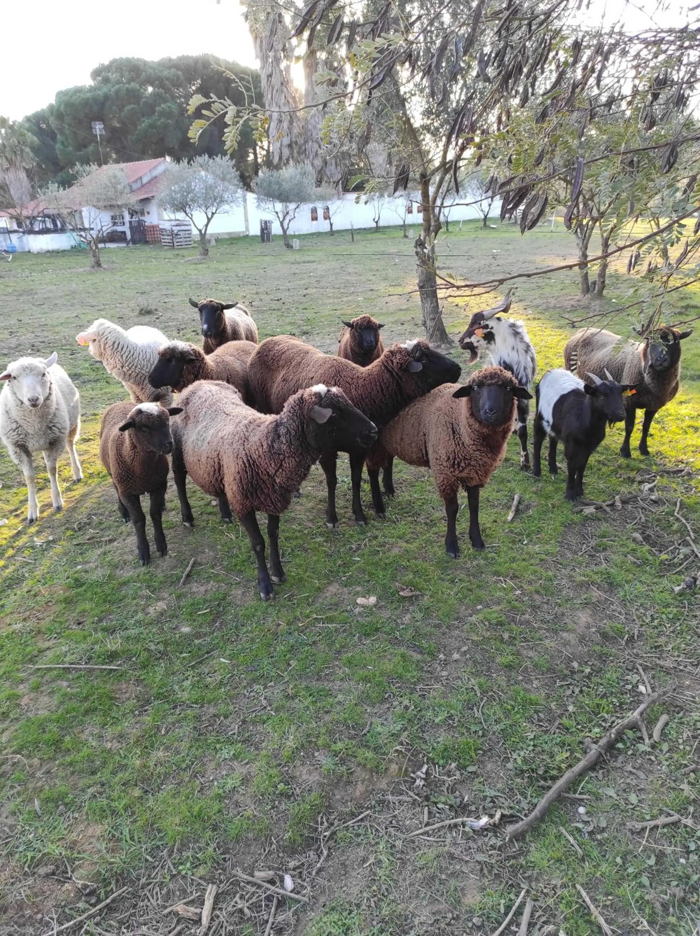 Pets in Fazenda do Marante