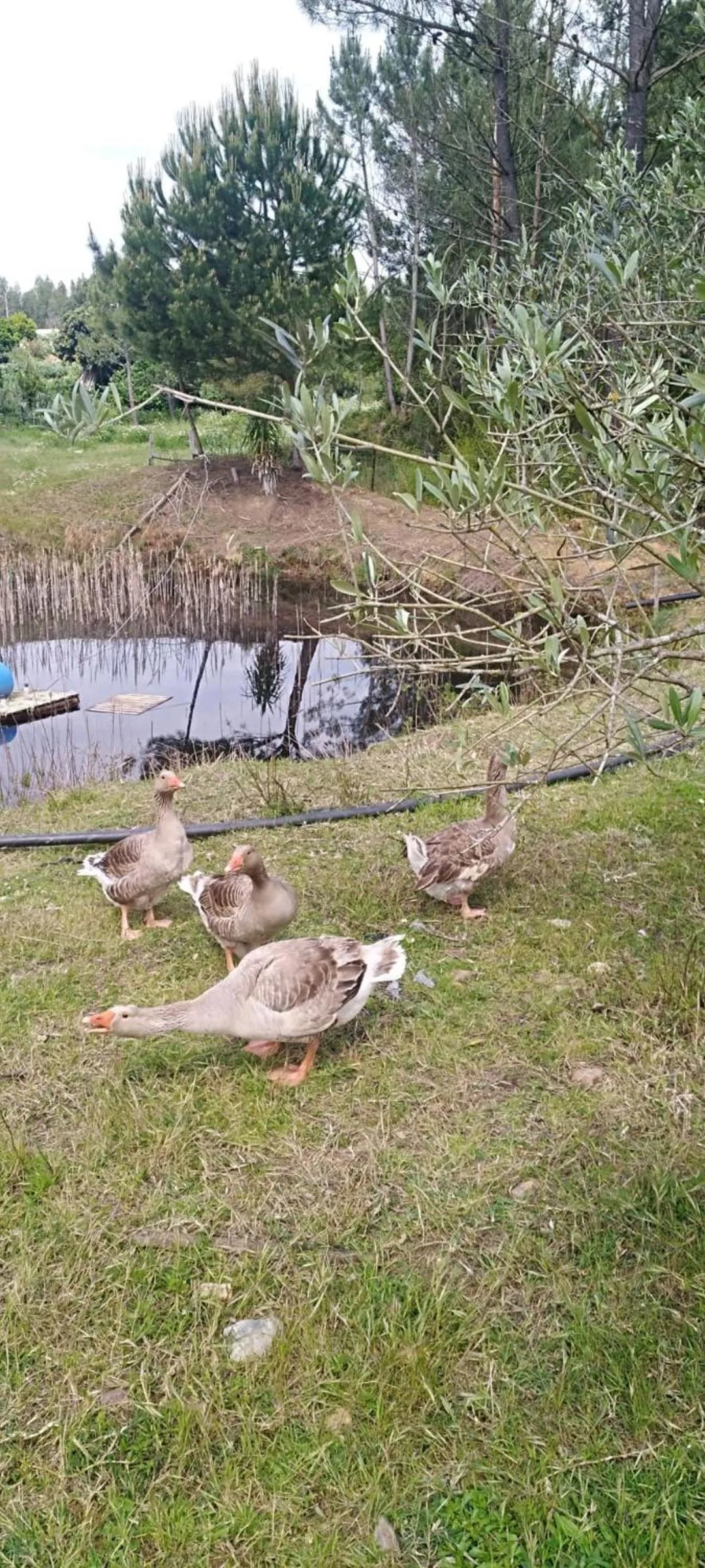 Pets in Fazenda do Marante