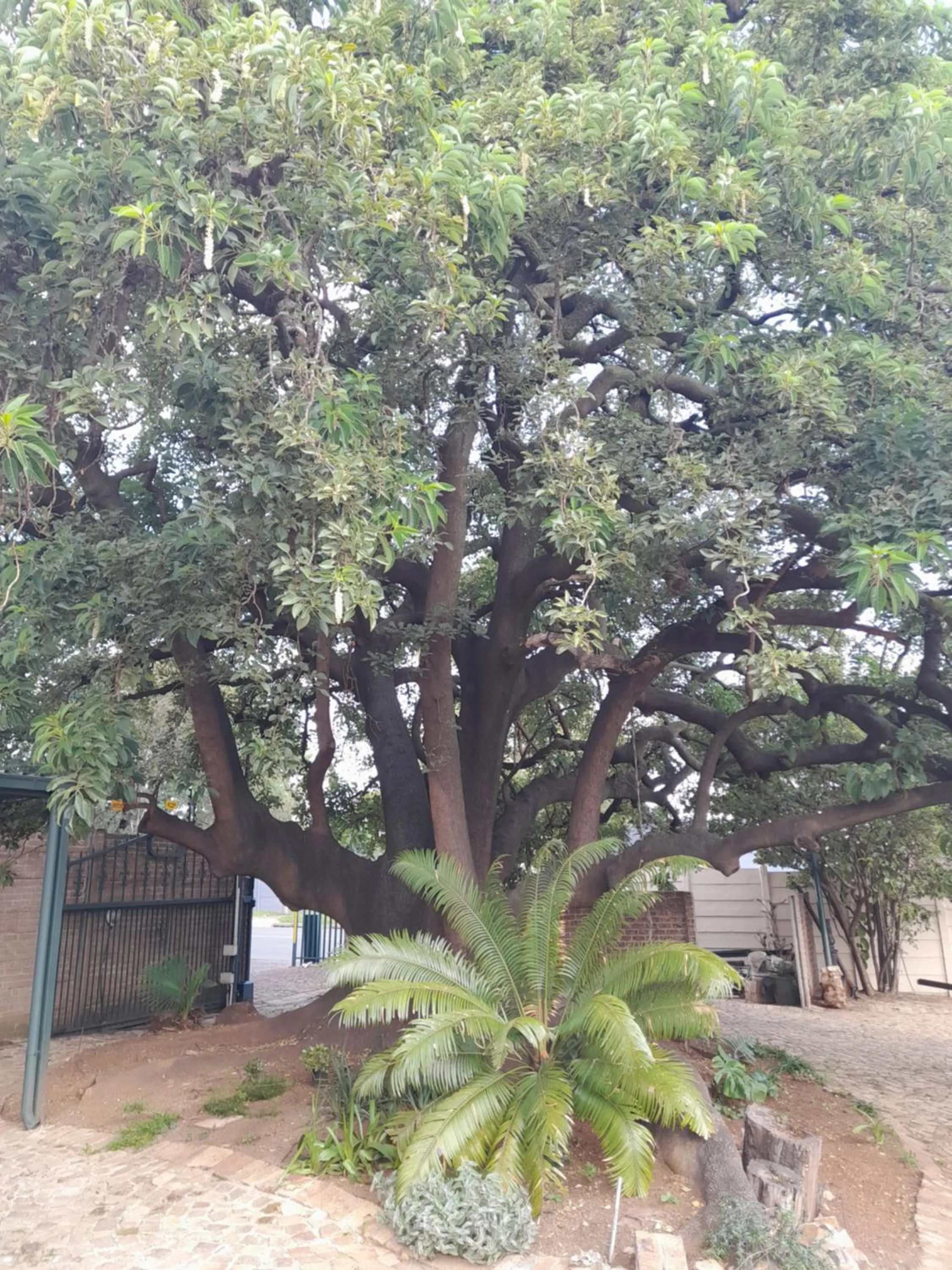 Natural landscape in Edenvale Guest House