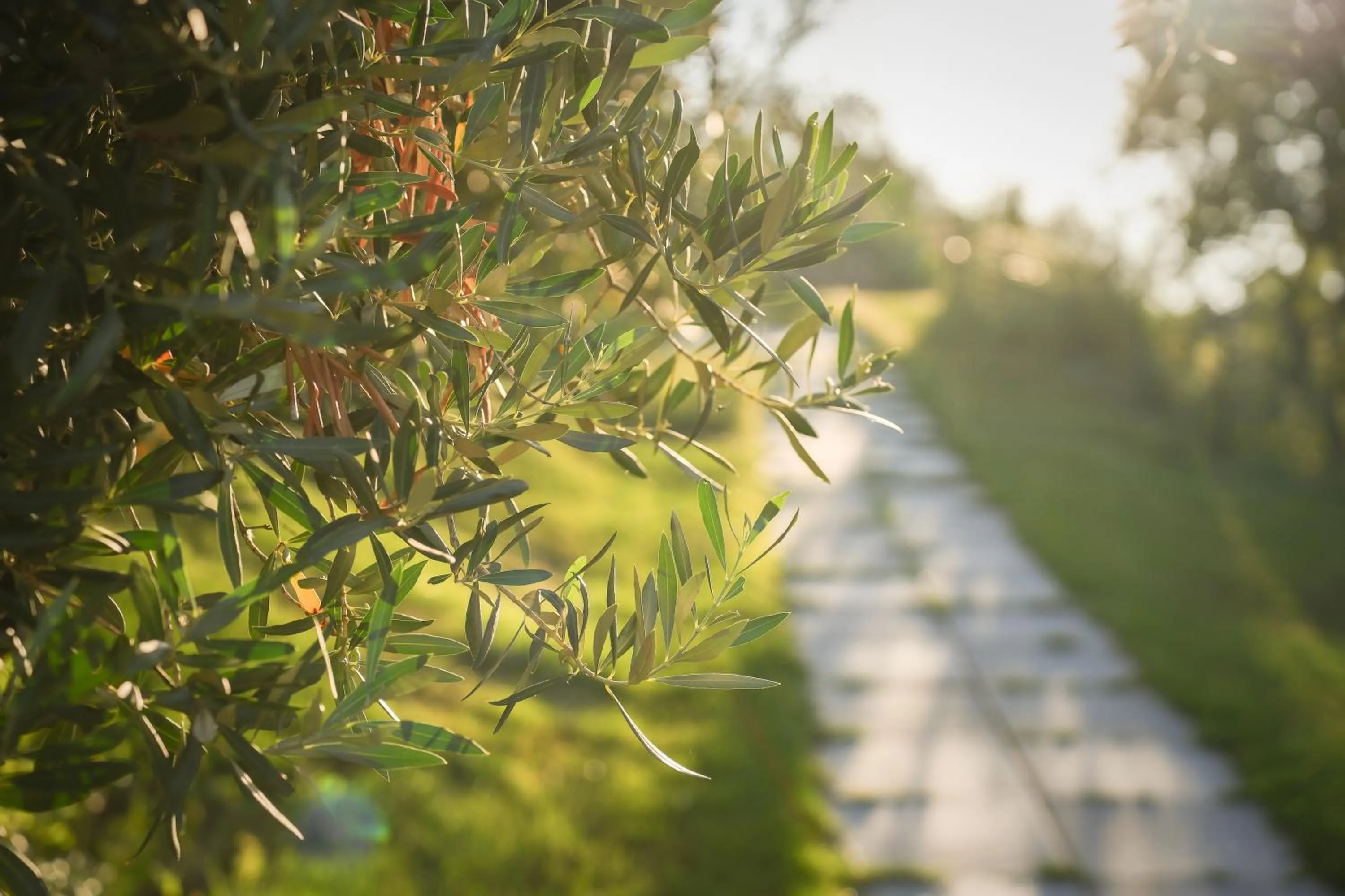Natural landscape in Hang Loose Cottage Hotel & Resort 4 stelle Gizzeria Calabria