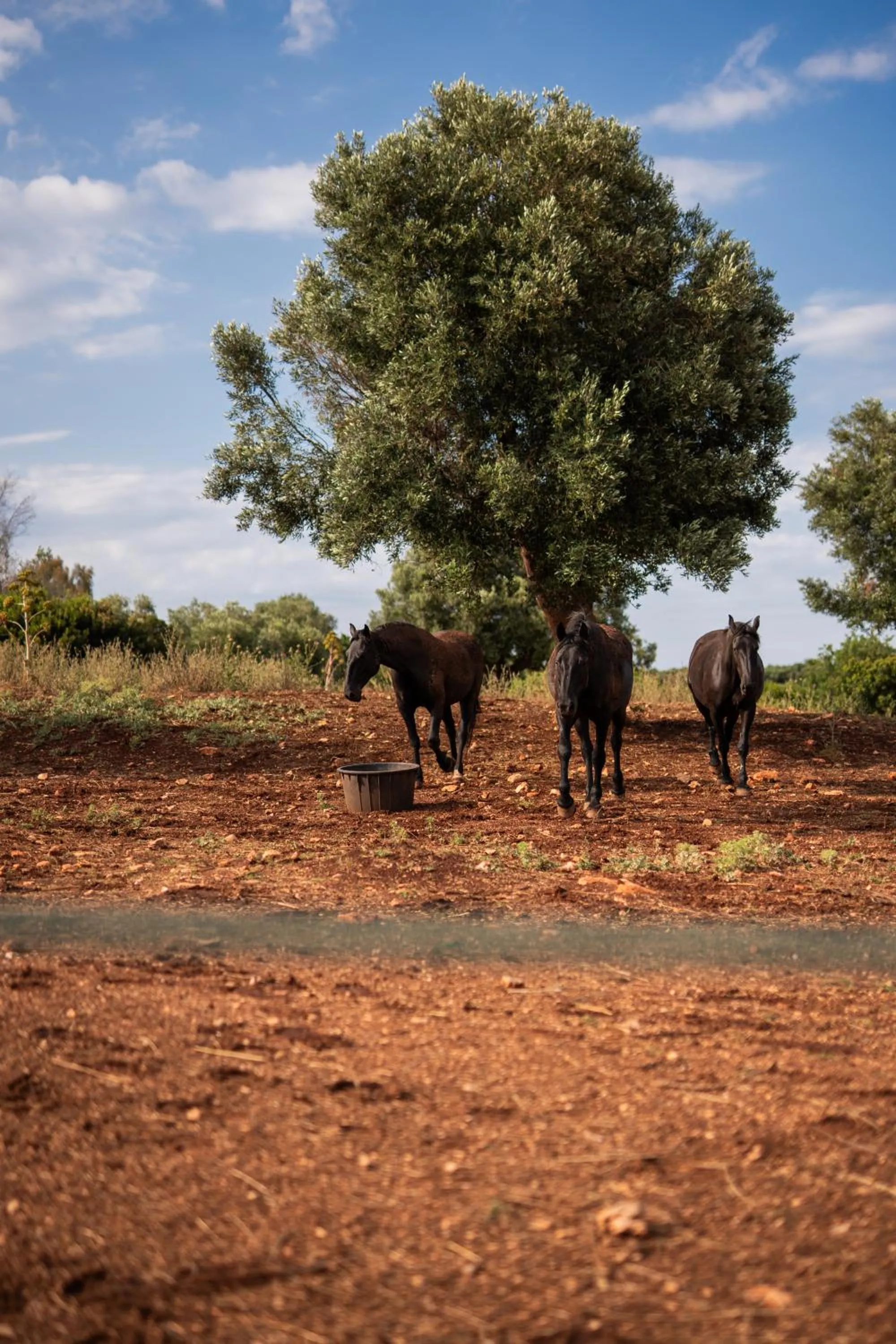 Property building in Masseria Santo Scalone